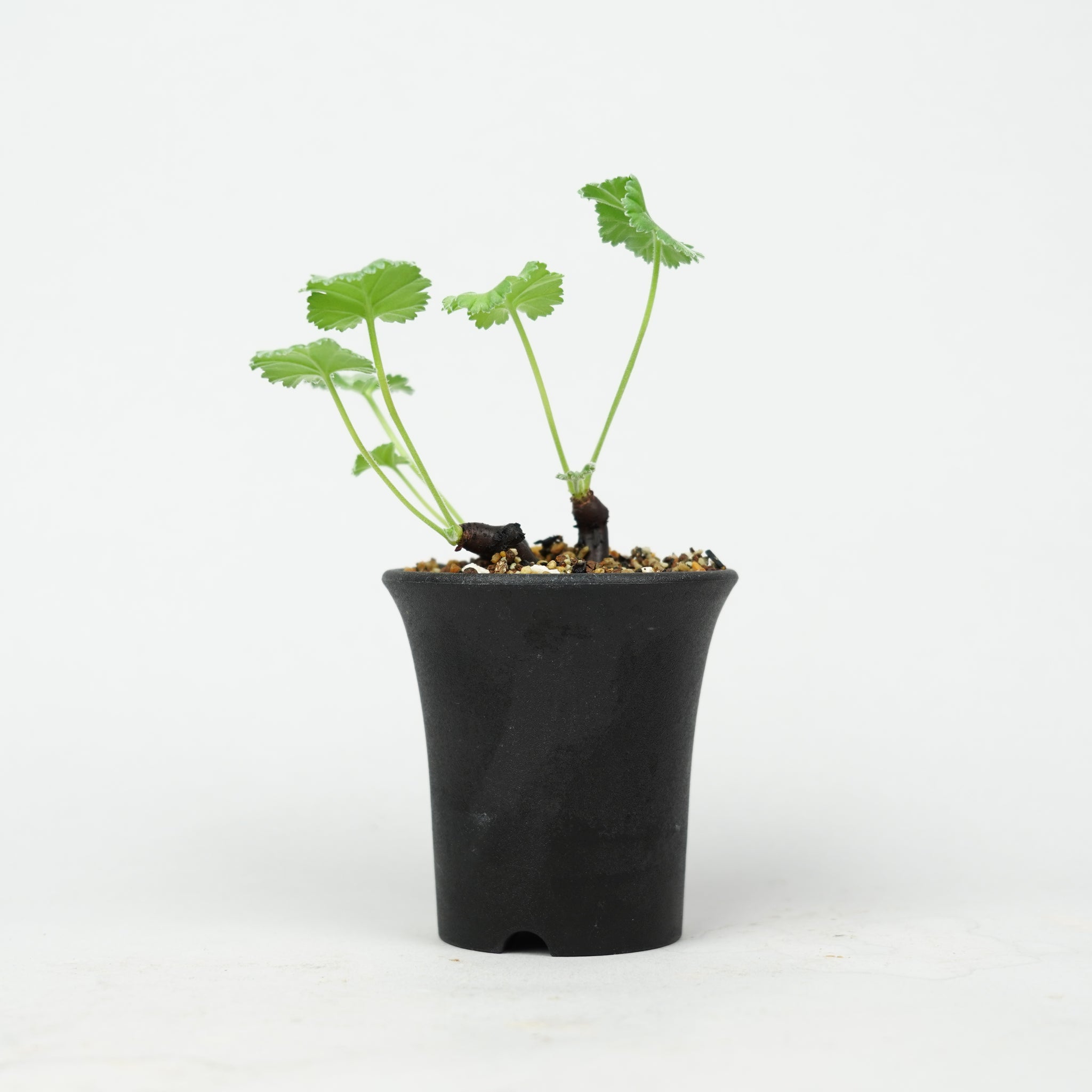 ペラルゴニウム・ミラビレ 「Pelargonium Mirabile」/ PL0167