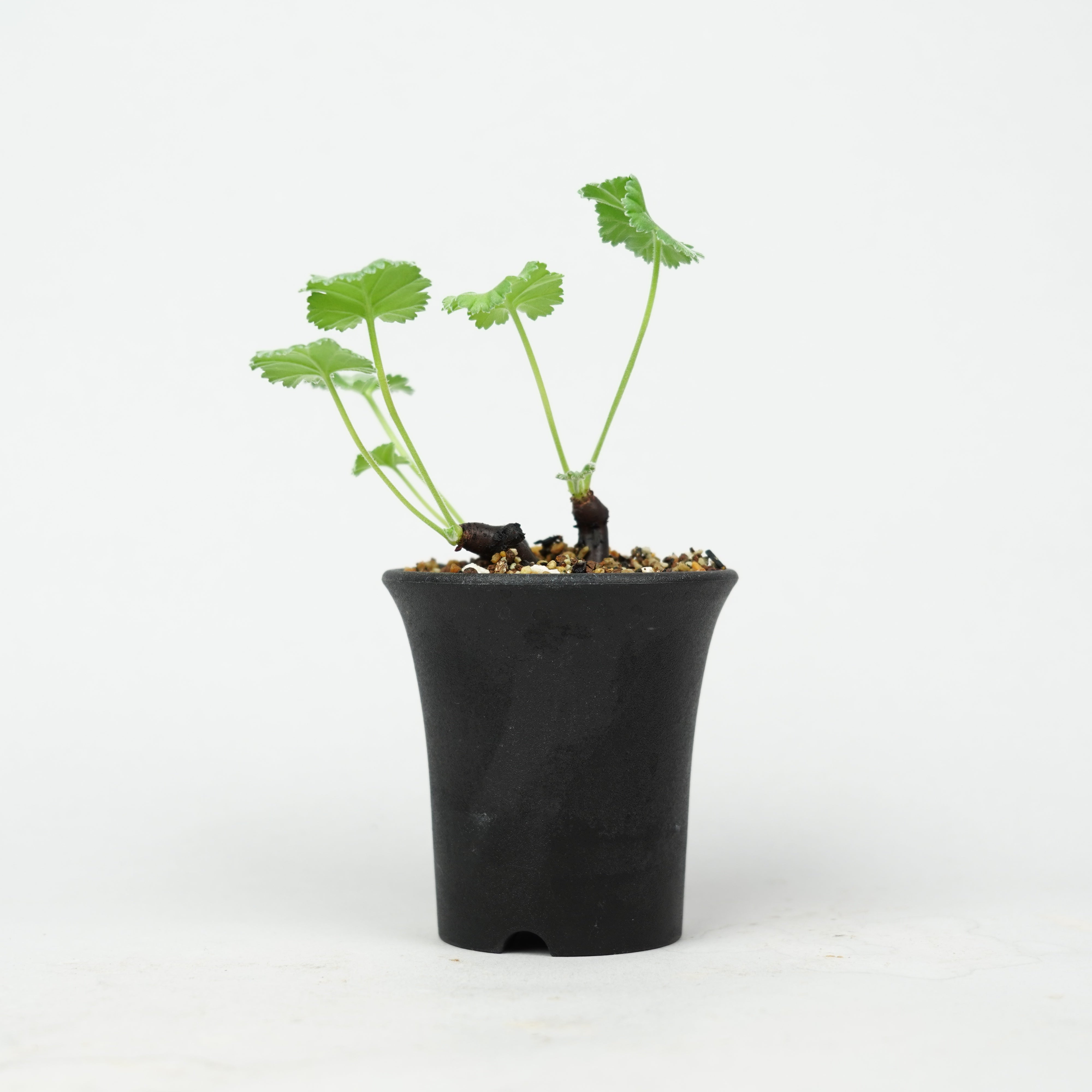 植物/冬型植物/ミラビレ – Hachi-8