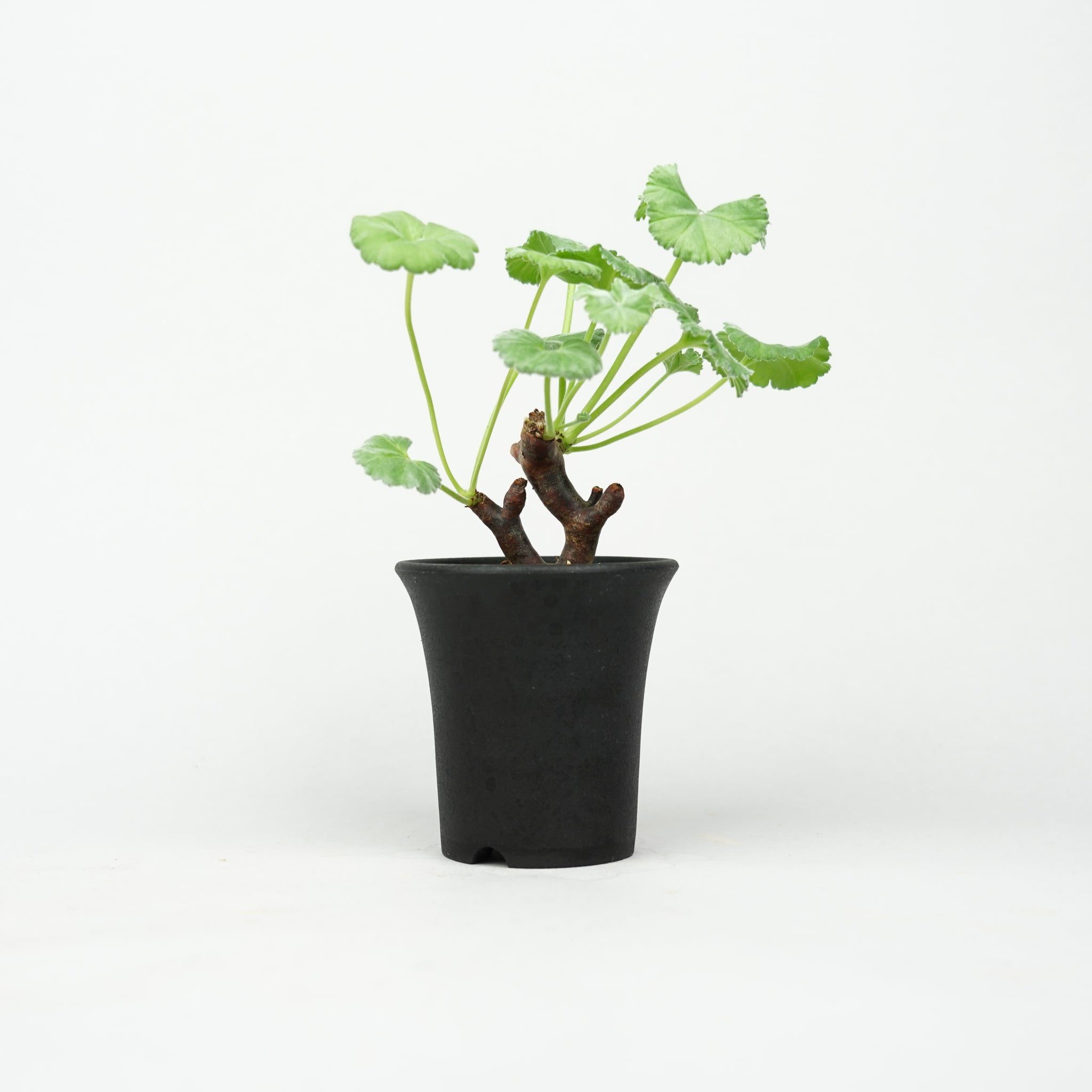 ペラルゴニウム・ミラビレ 「Pelargonium Mirabile」/ PL0166