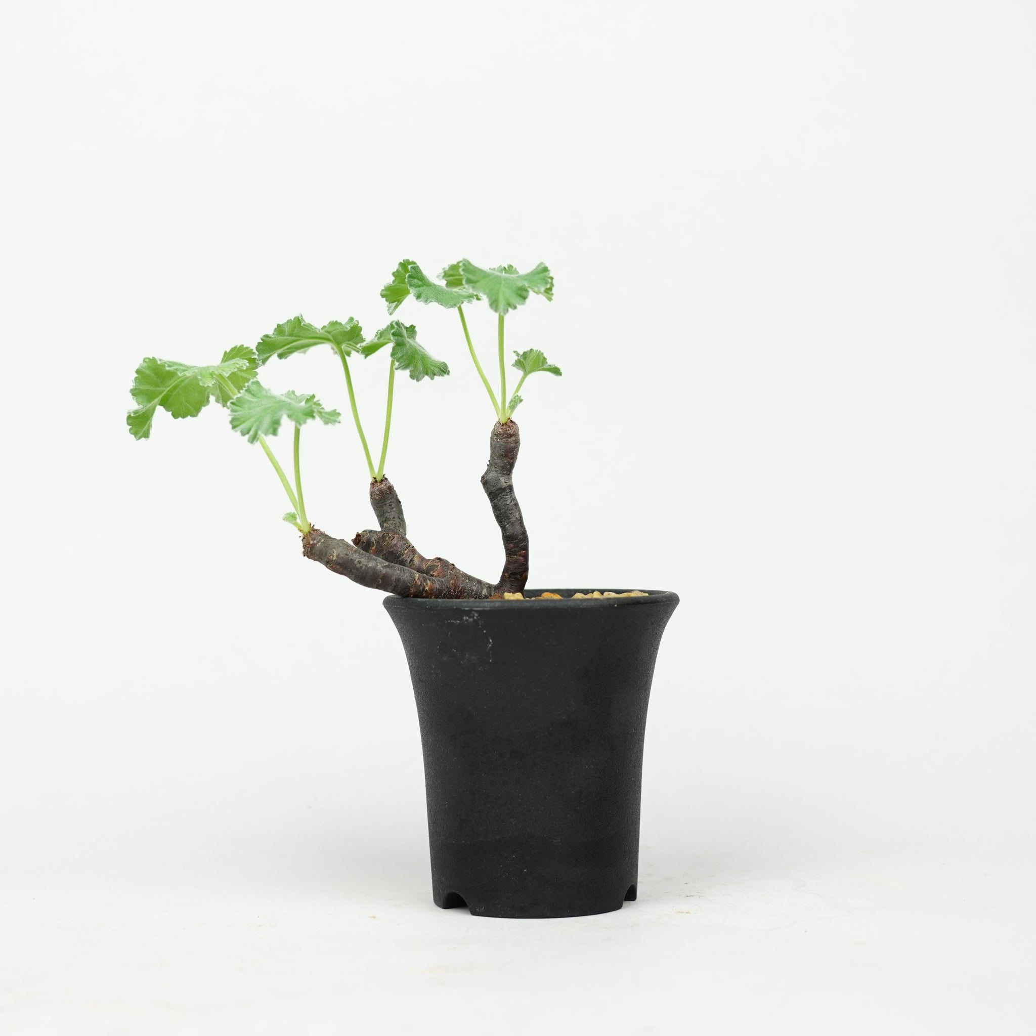 ペラルゴニウム・ミラビレ 「Pelargonium Mirabile」/ PL0170