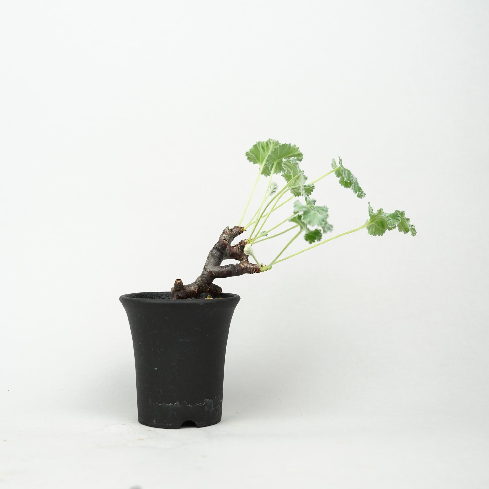 ペラルゴニウム・ミラビレ 「Pelargonium Mirabile」/ PL0168