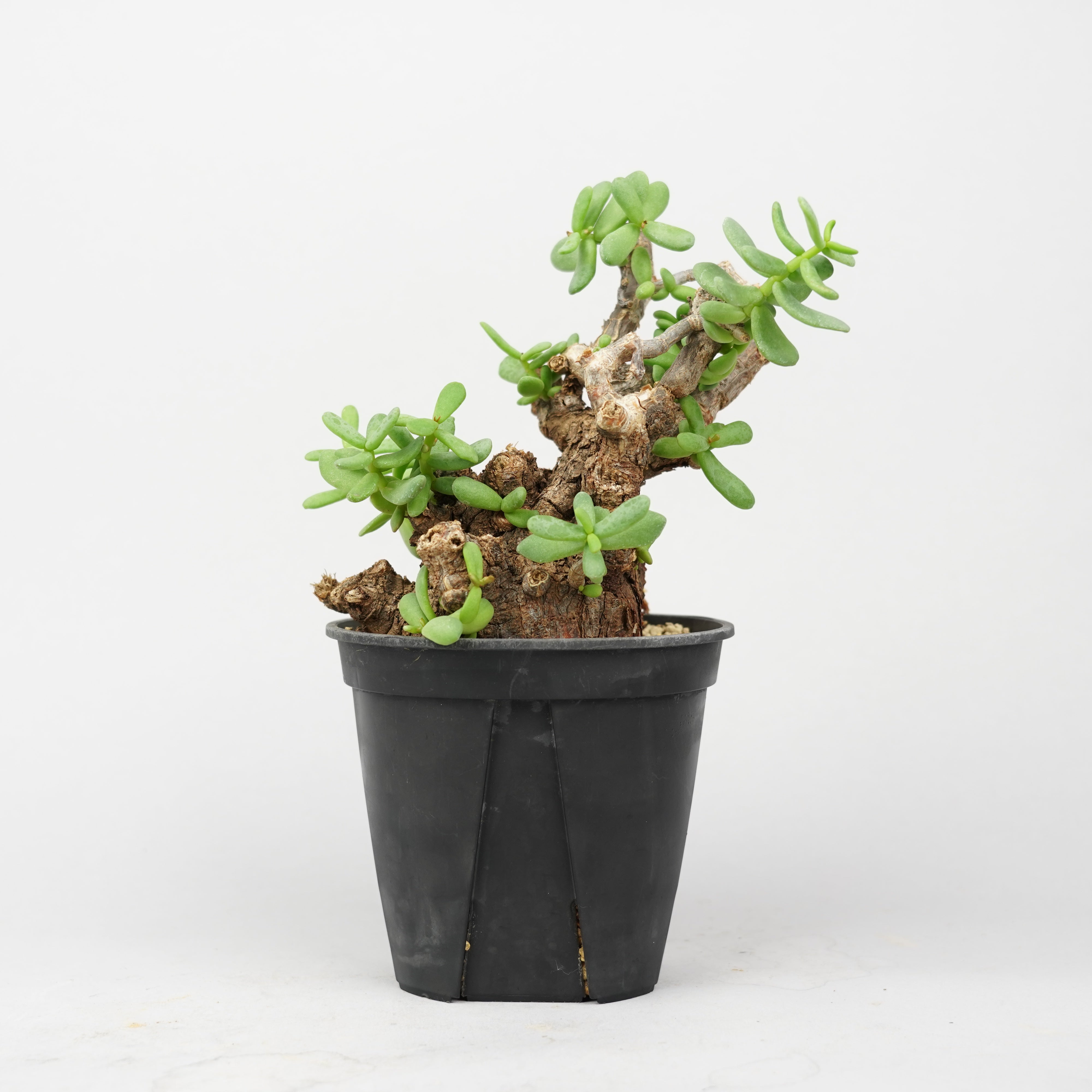 冬型植物/ピグマエア – Hachi-8