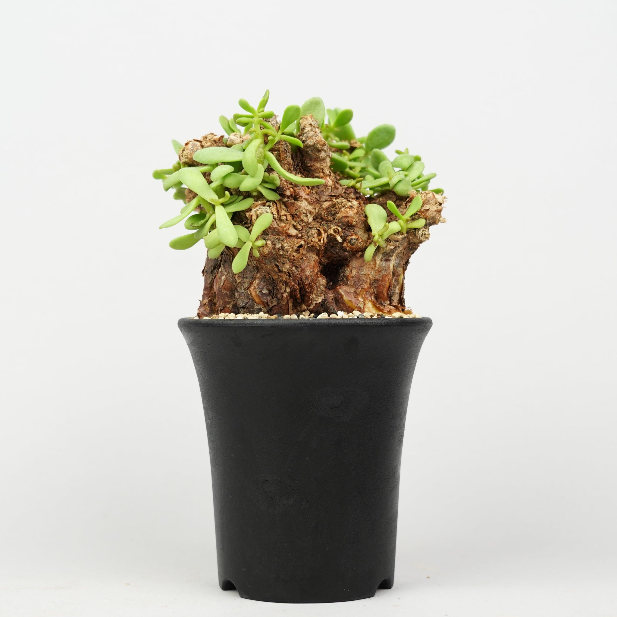 ケラリア・ピグマエア「Ceraria pygmaea」/ WI010