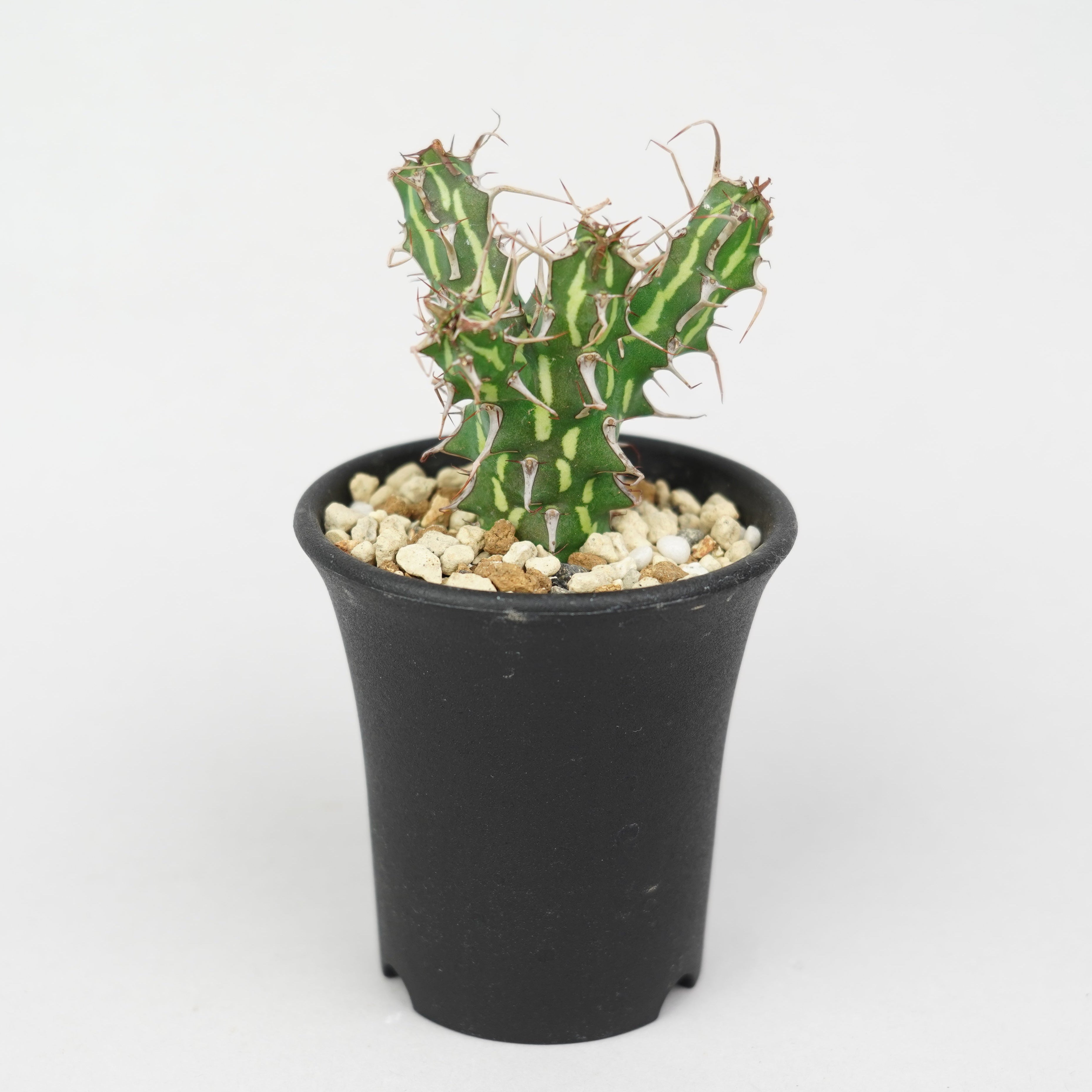 商品一覧/新着植物 – Hachi-8