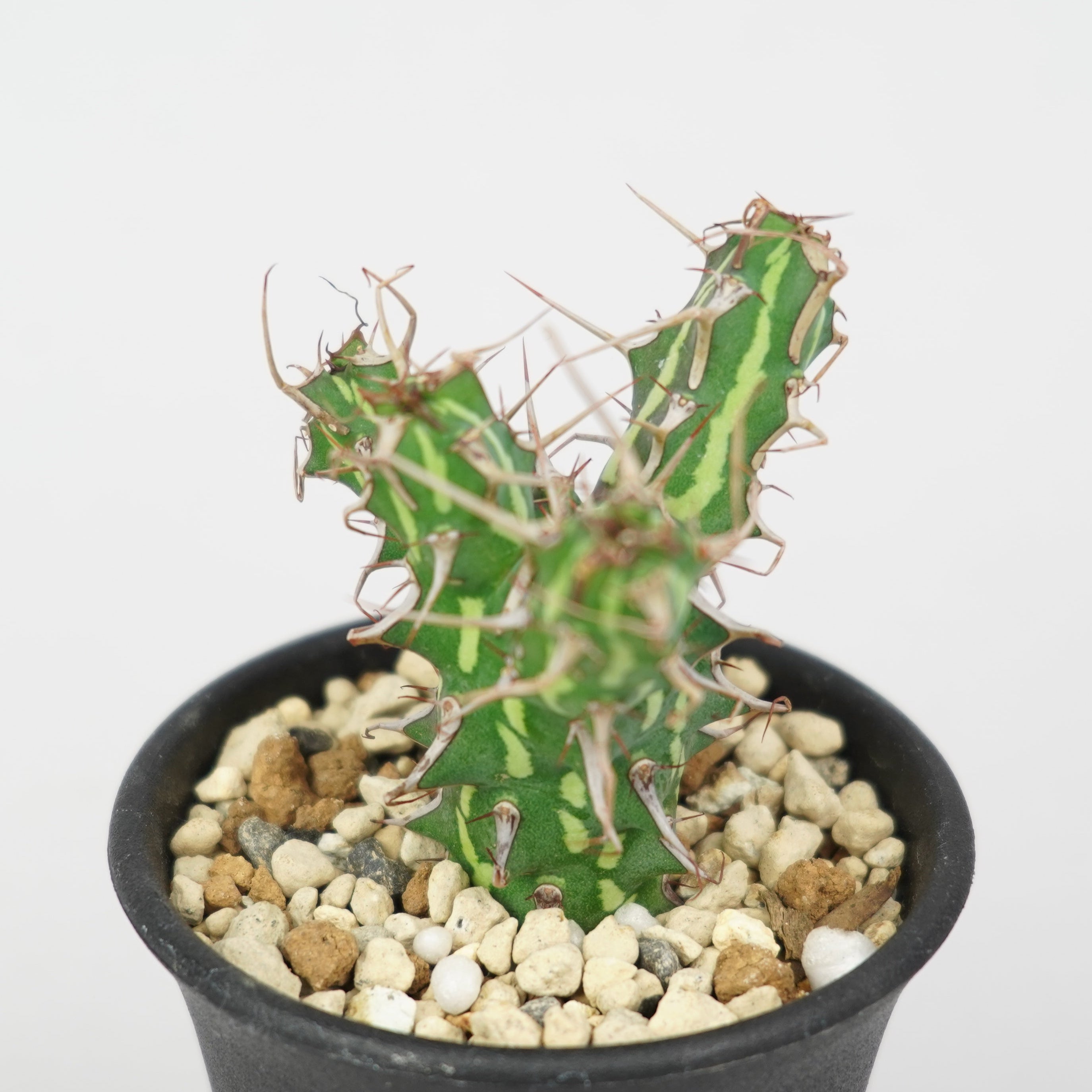 ユーフォルビア・カリサナ「Euphorbia Karisana」/EU558 – Hachi-8