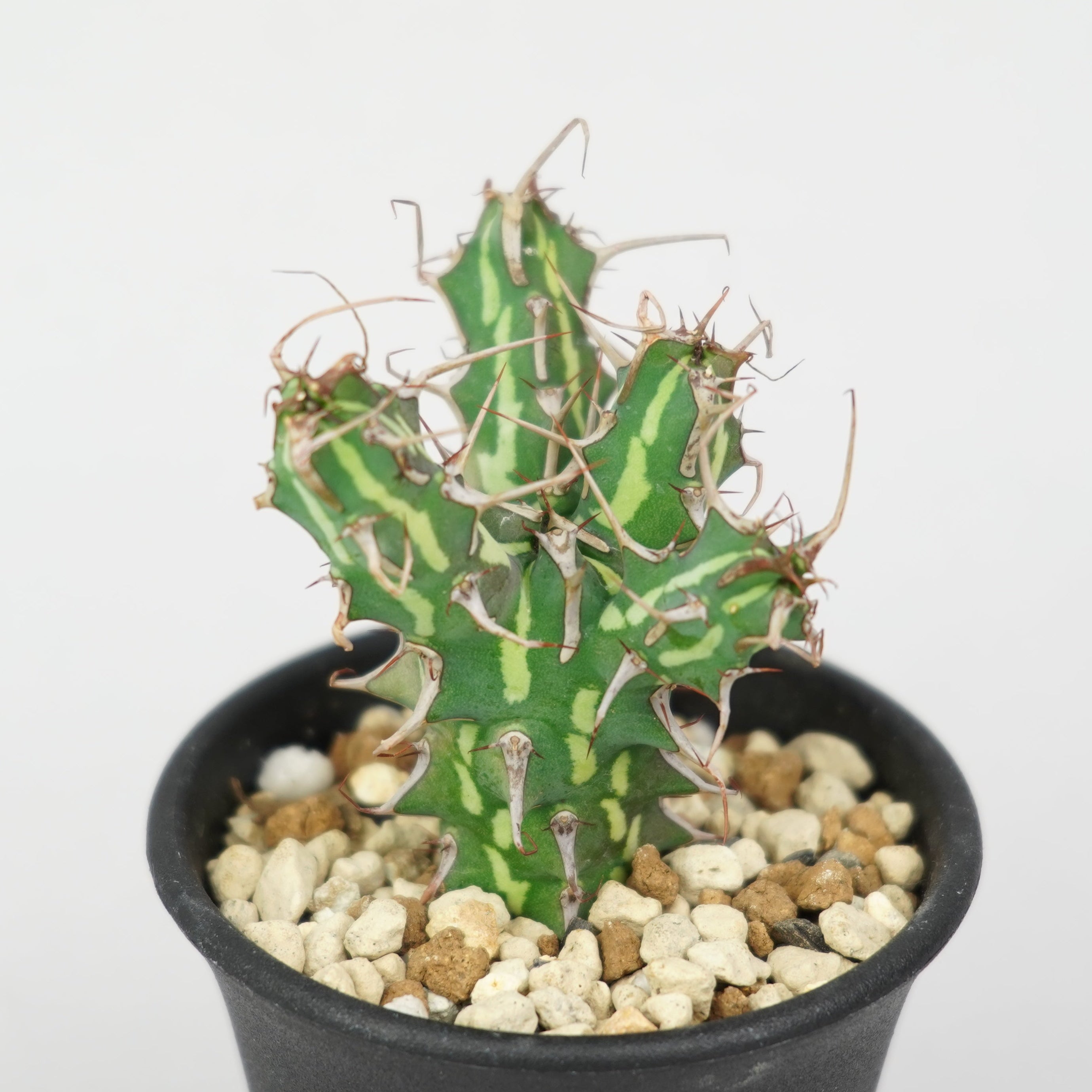 ユーフォルビア・カリサナ「Euphorbia Karisana」/EU558 – Hachi-8