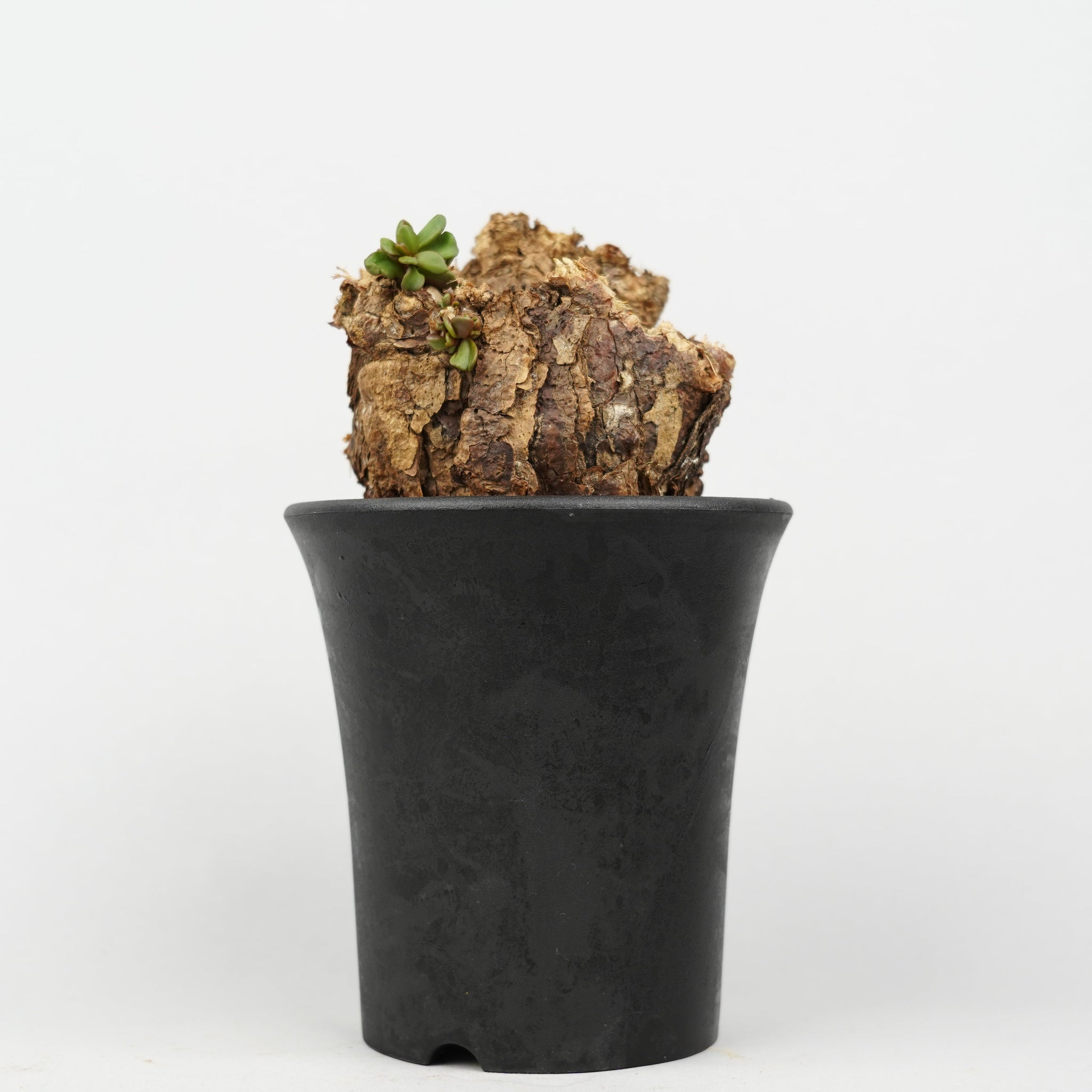 ケラリア・ピグマエア「Ceraria pygmaea」/ WI008