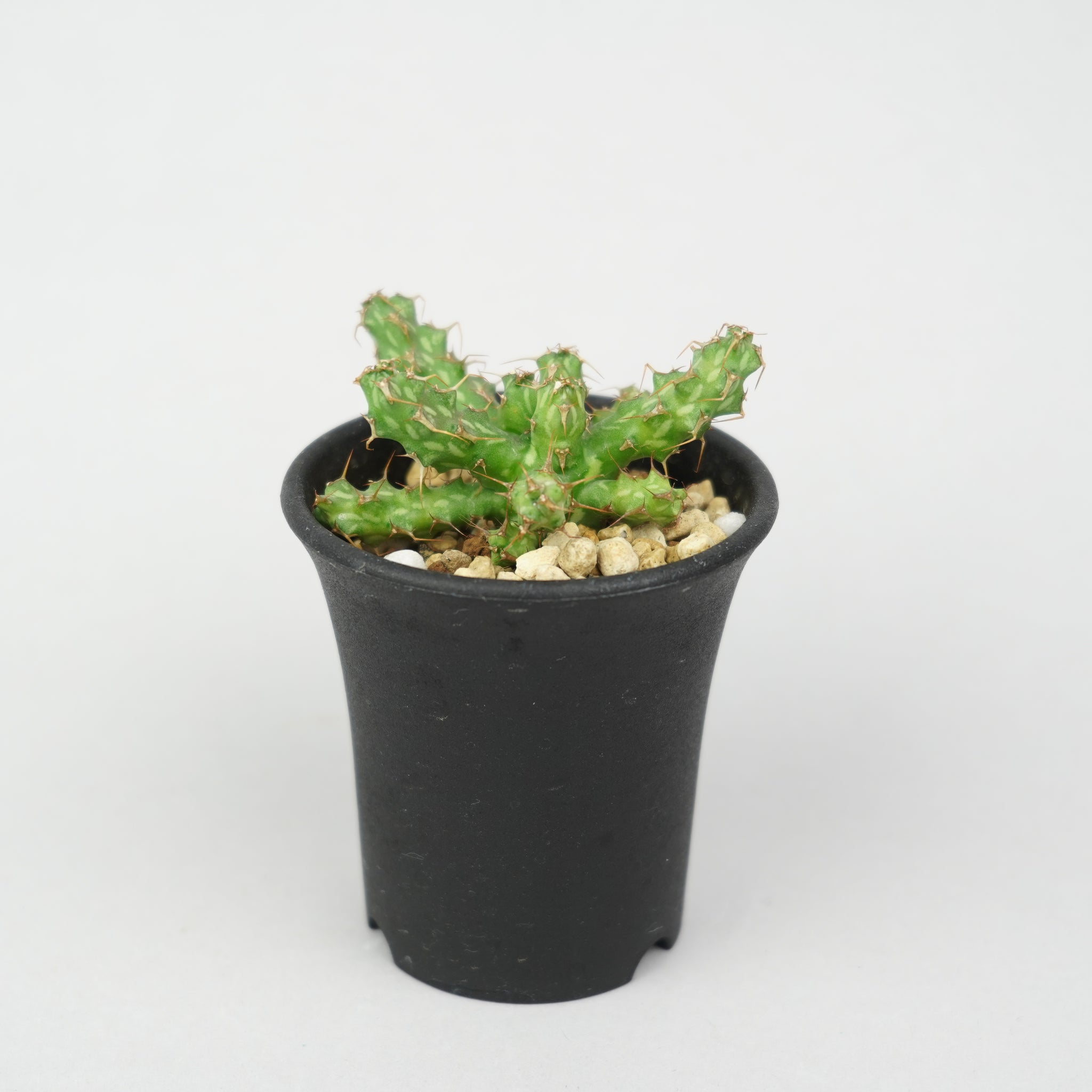 ユーフォルビア・カリサナ「Euphorbia Karisana」/EU561 – Hachi-8