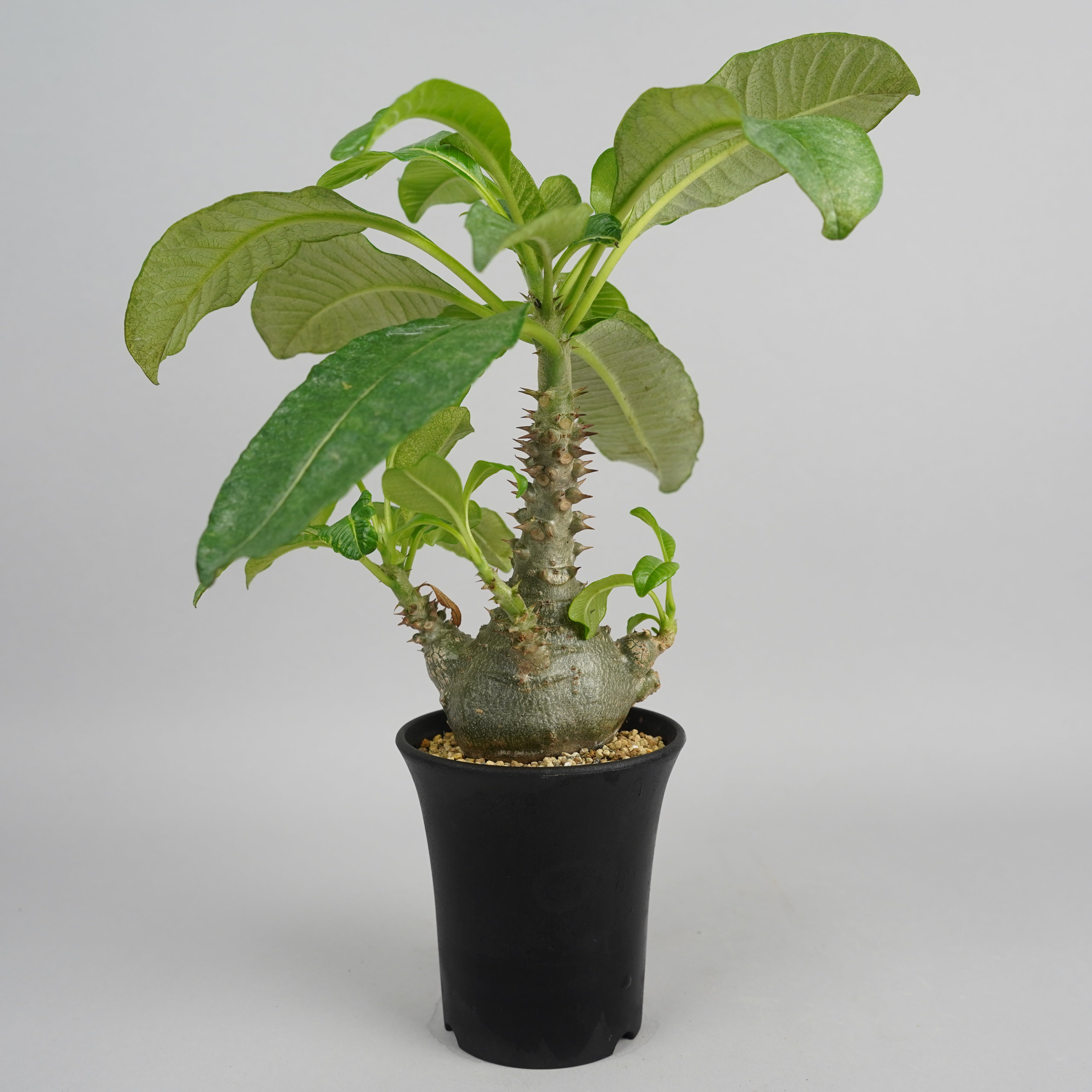 ウィンゾリー – Hachi-8