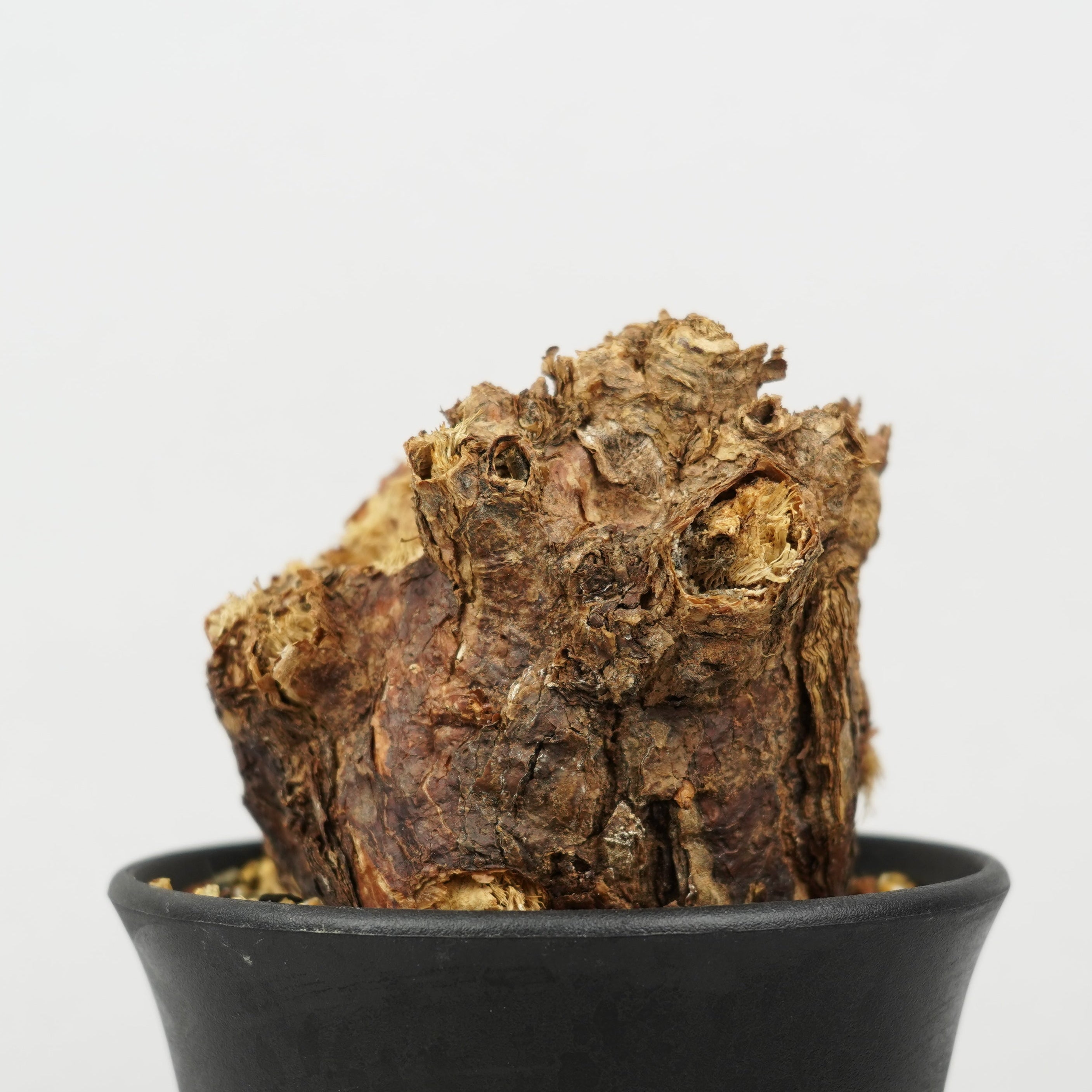 ケラリア・ピグマエア「Ceraria pygmaea」/ WI008 – Hachi-8