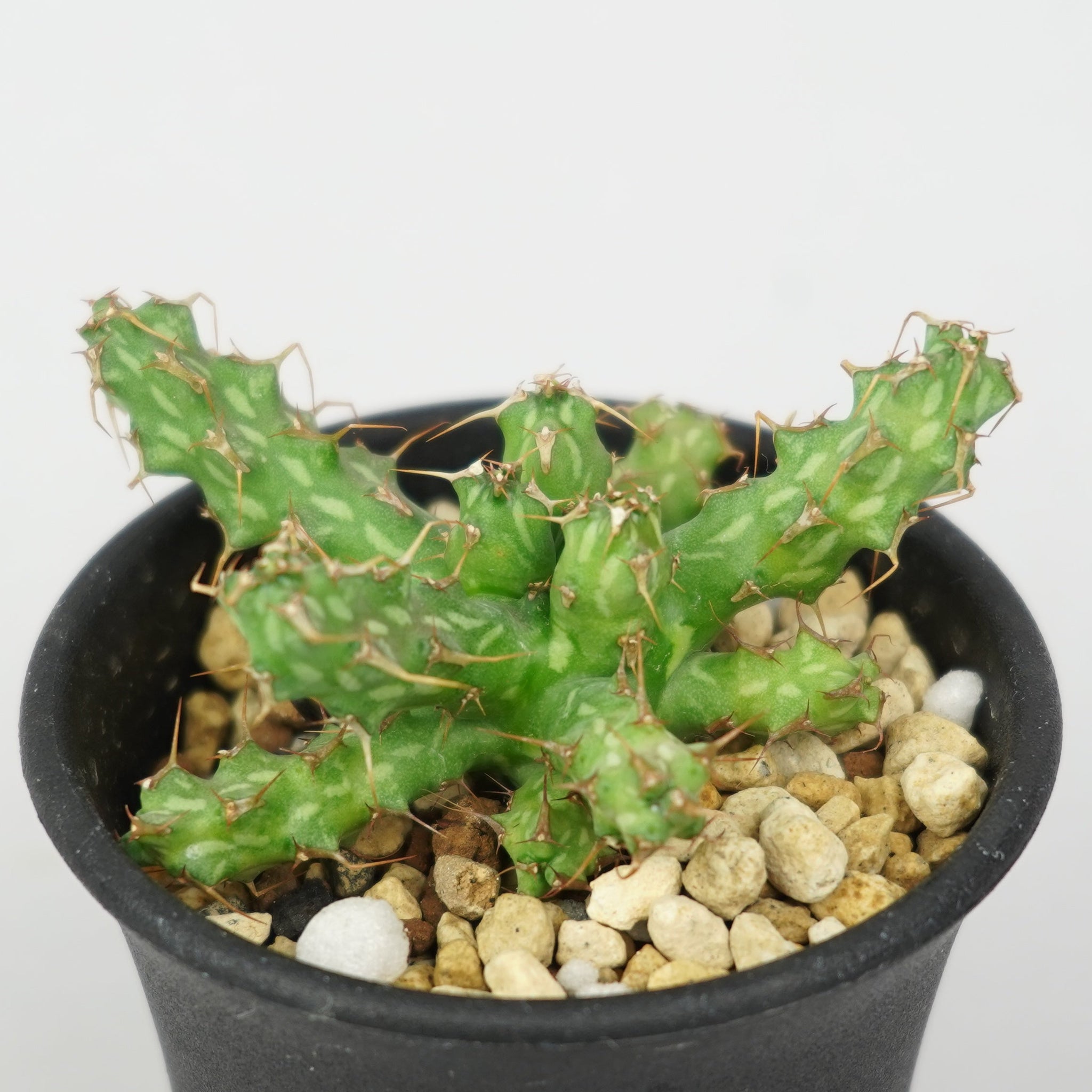 ユーフォルビア・カリサナ「Euphorbia Karisana」/EU561 – Hachi-8