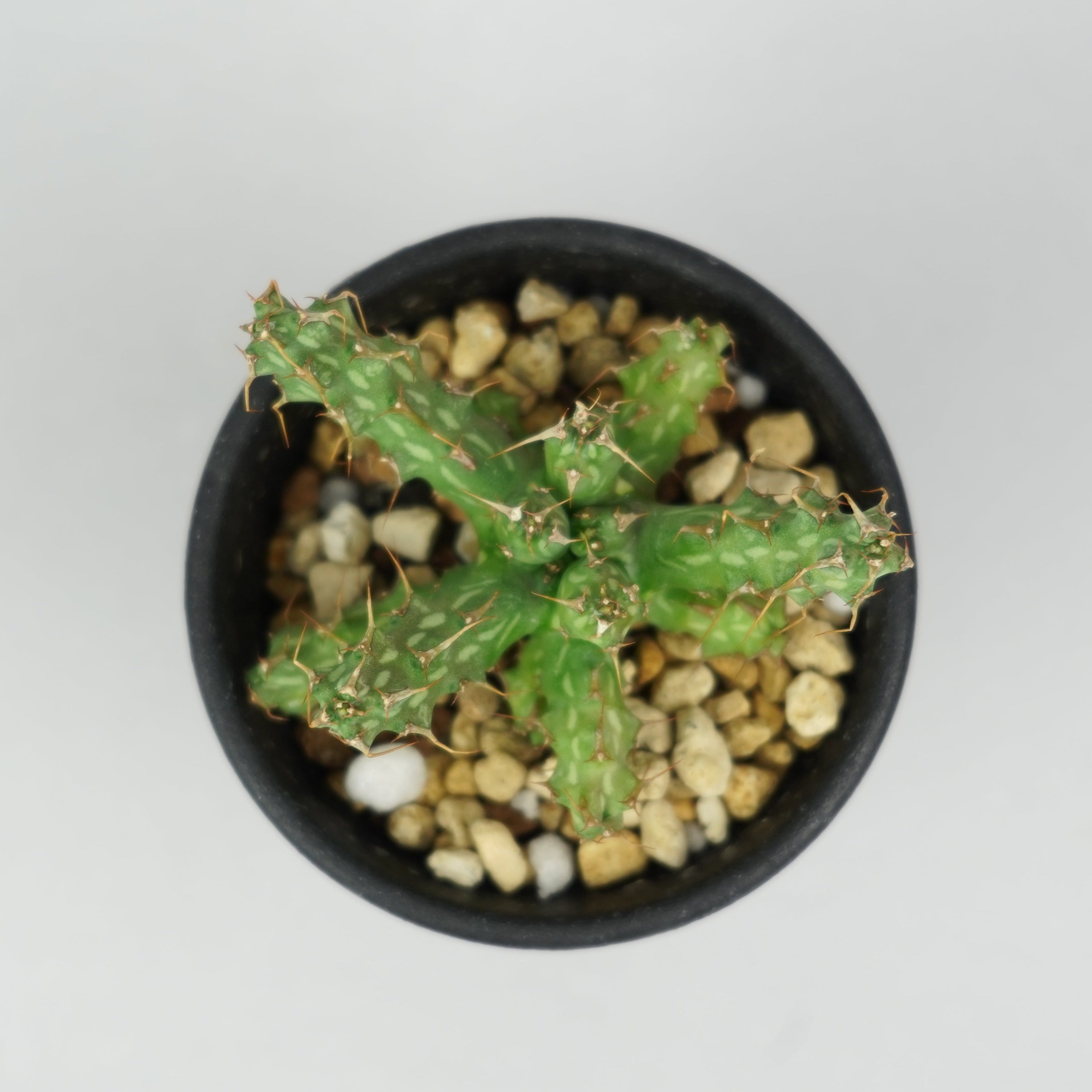 ユーフォルビア・カリサナ「Euphorbia Karisana」/EU561 – Hachi-8
