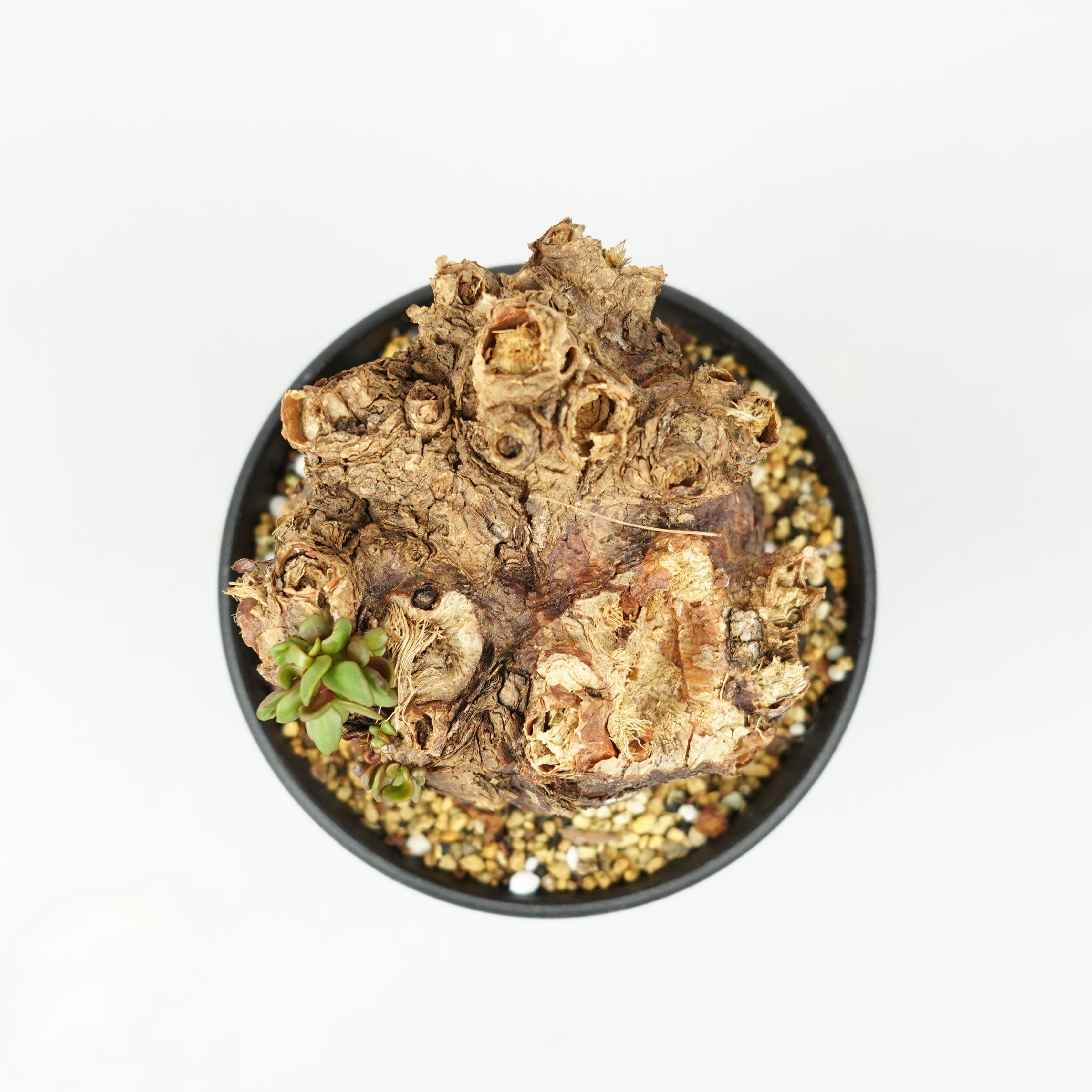 ケラリア・ピグマエア「Ceraria pygmaea」/ WI008 – Hachi-8