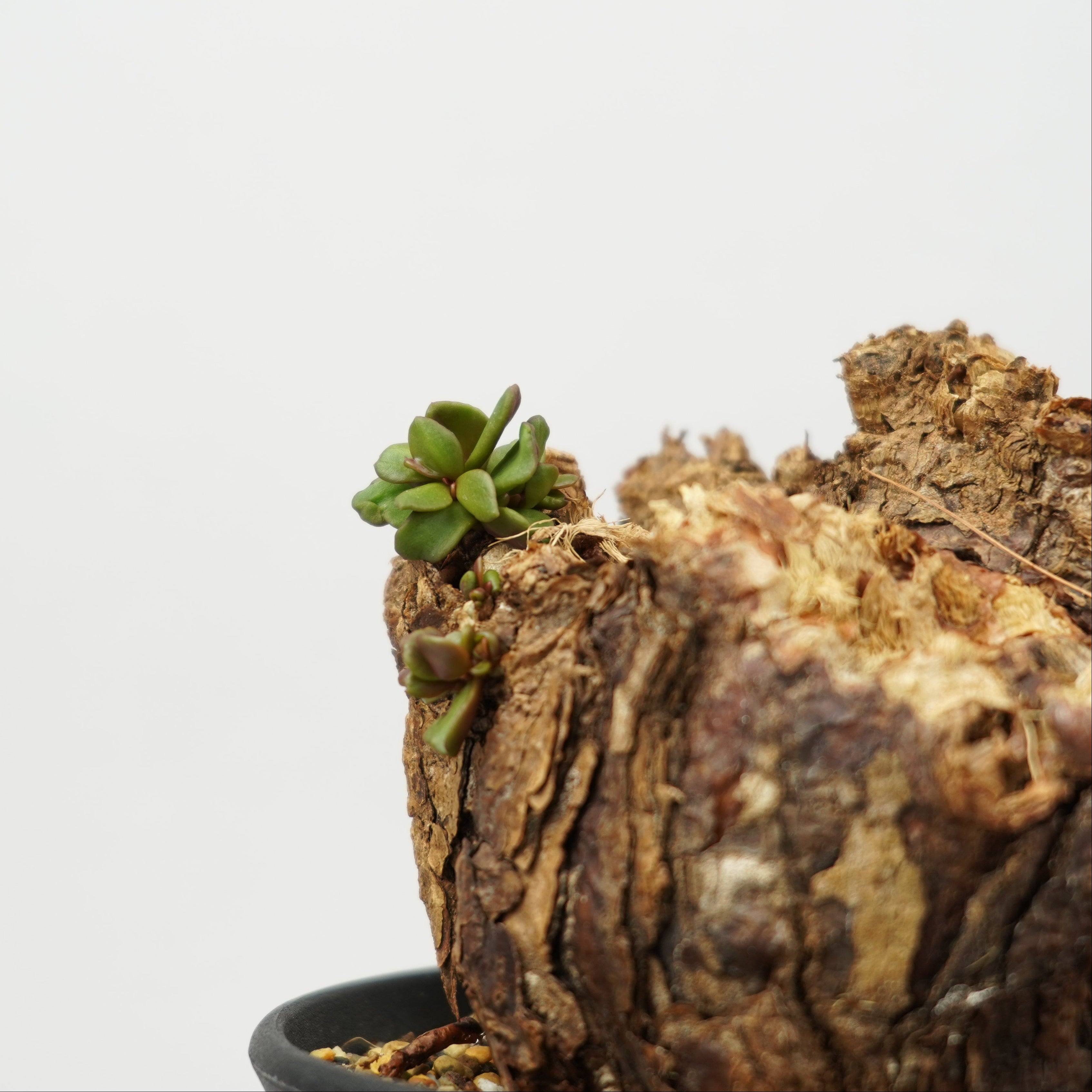 ケラリア・ピグマエア「Ceraria pygmaea」/ WI008 – Hachi-8