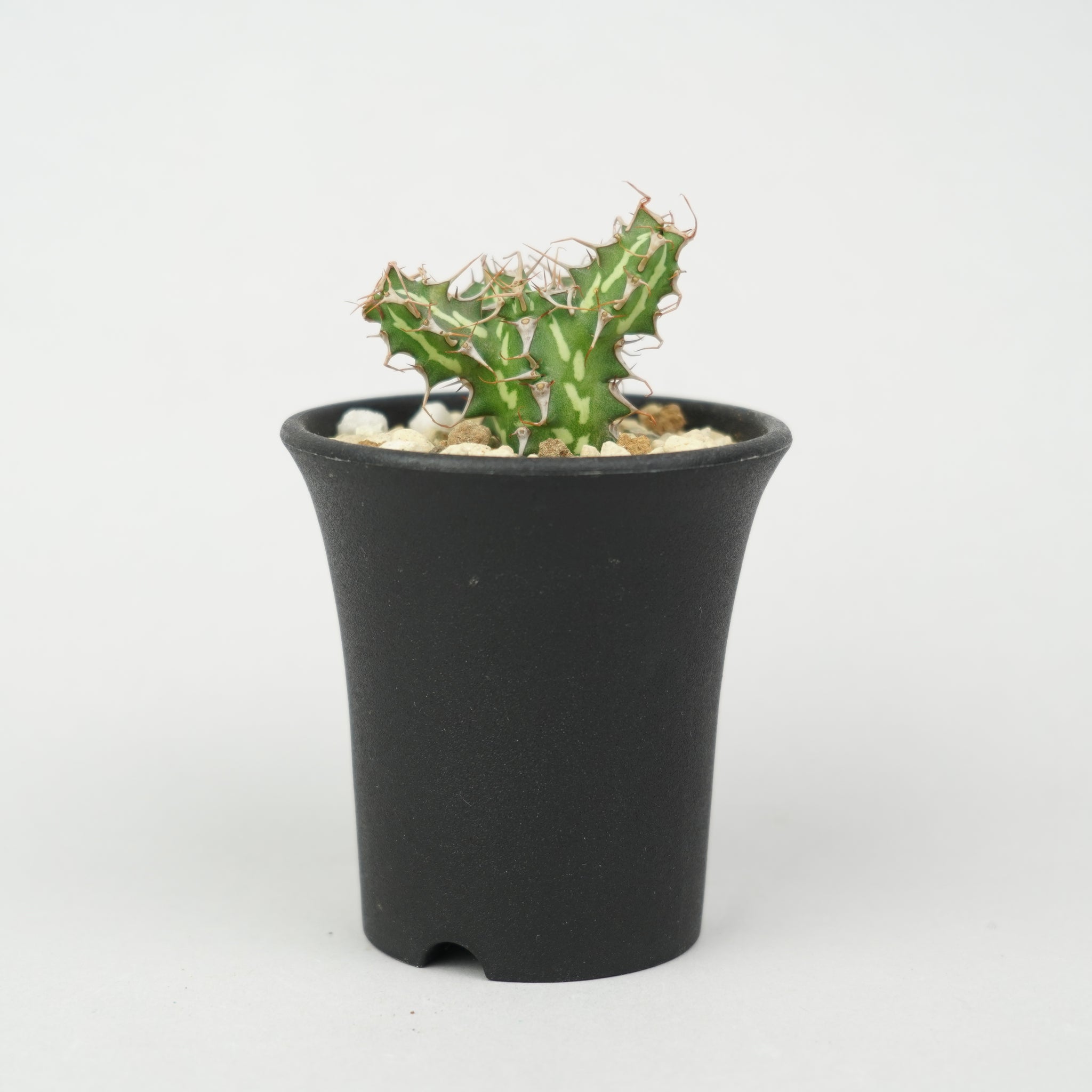 ユーフォルビア・カリサナ「Euphorbia Karisana」/EU559 – Hachi-8