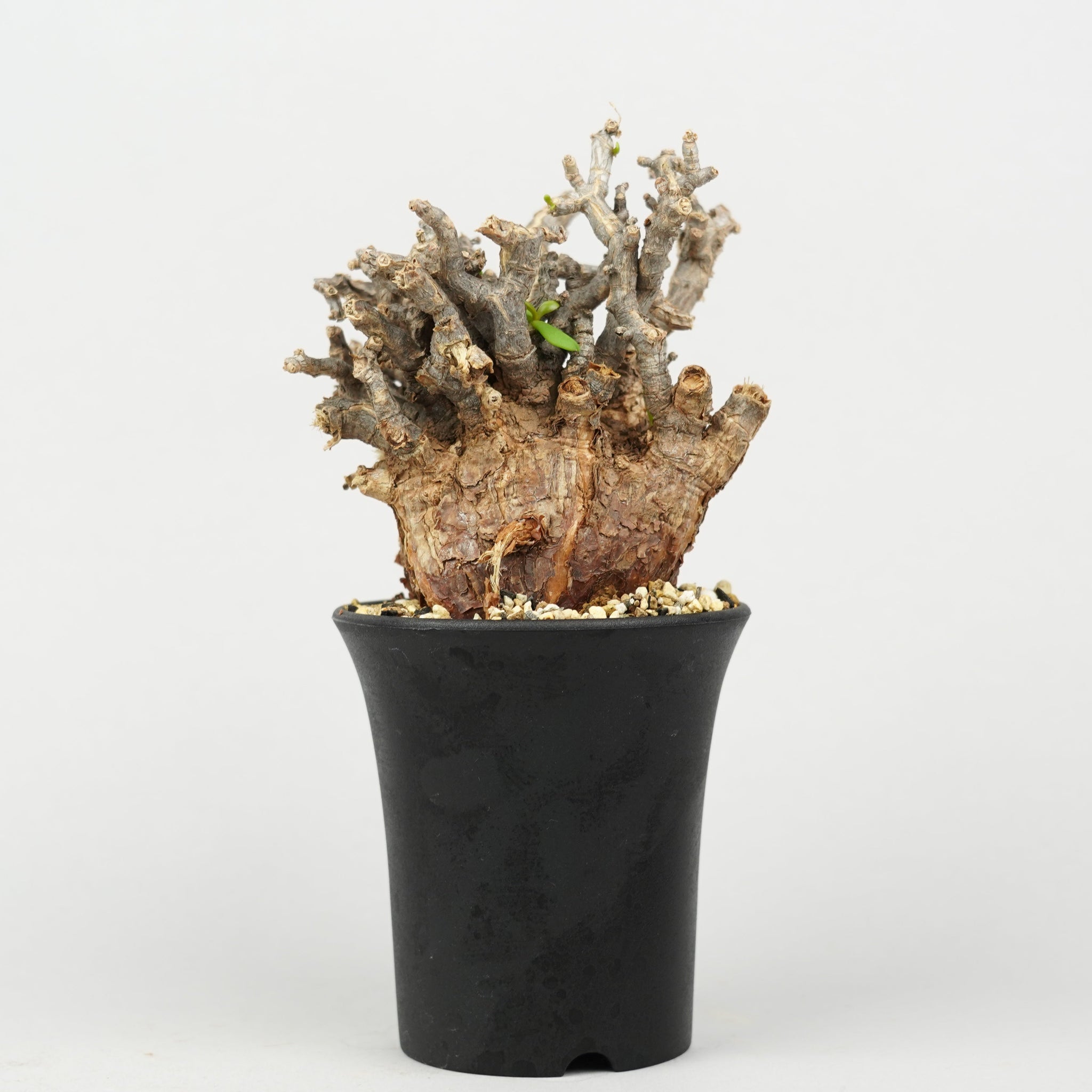 Wi010 冬型植物/ピグマエア – Hachi-8