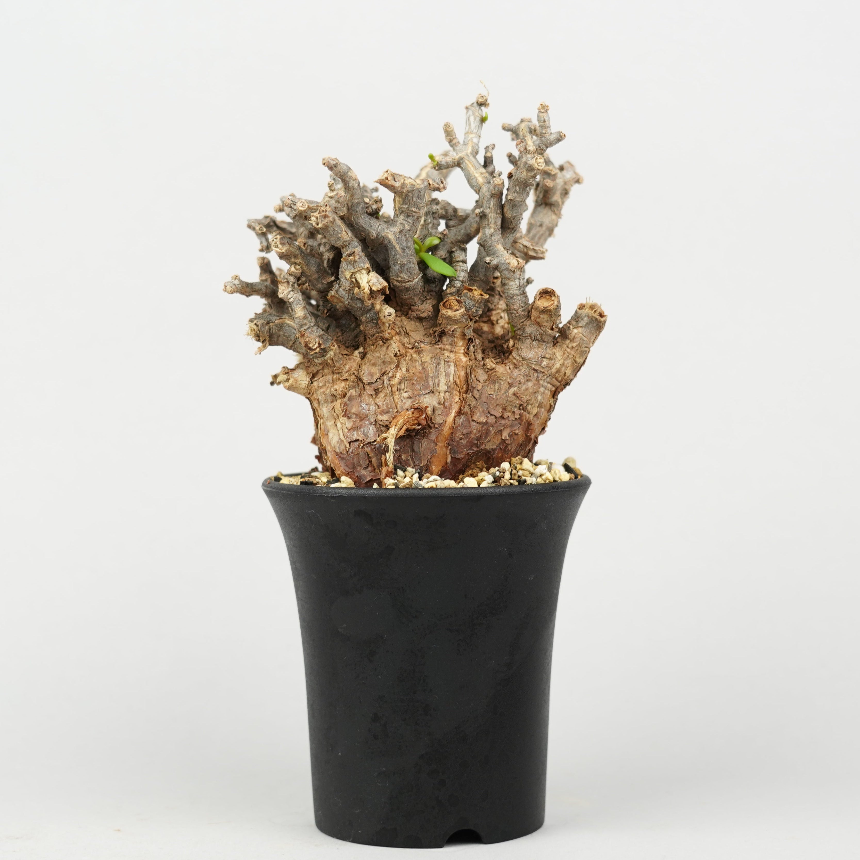 冬型植物/ピグマエア – Hachi-8