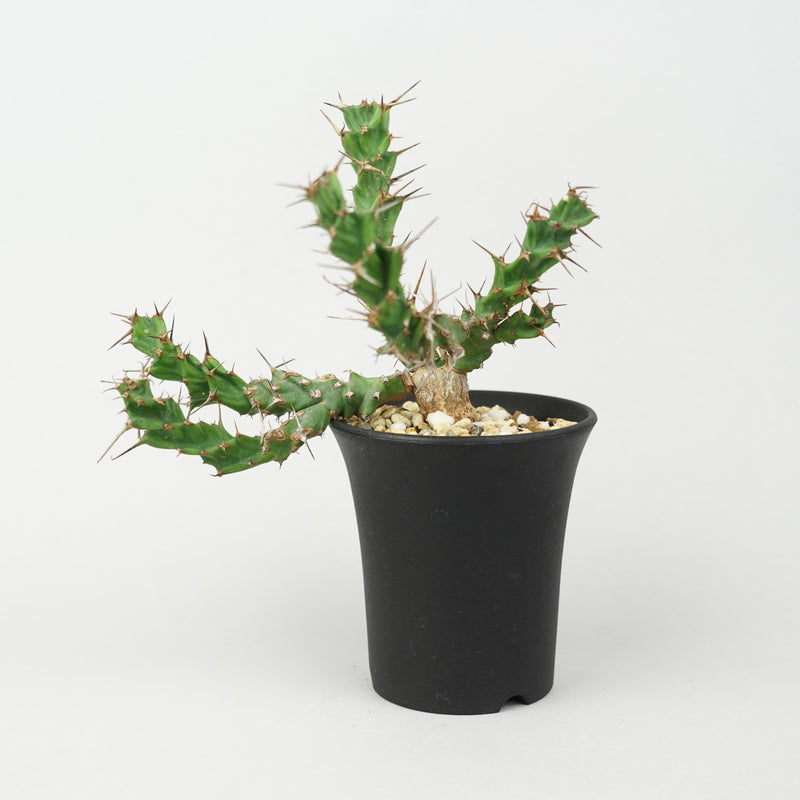 植物/ユーフォルビア/すべて