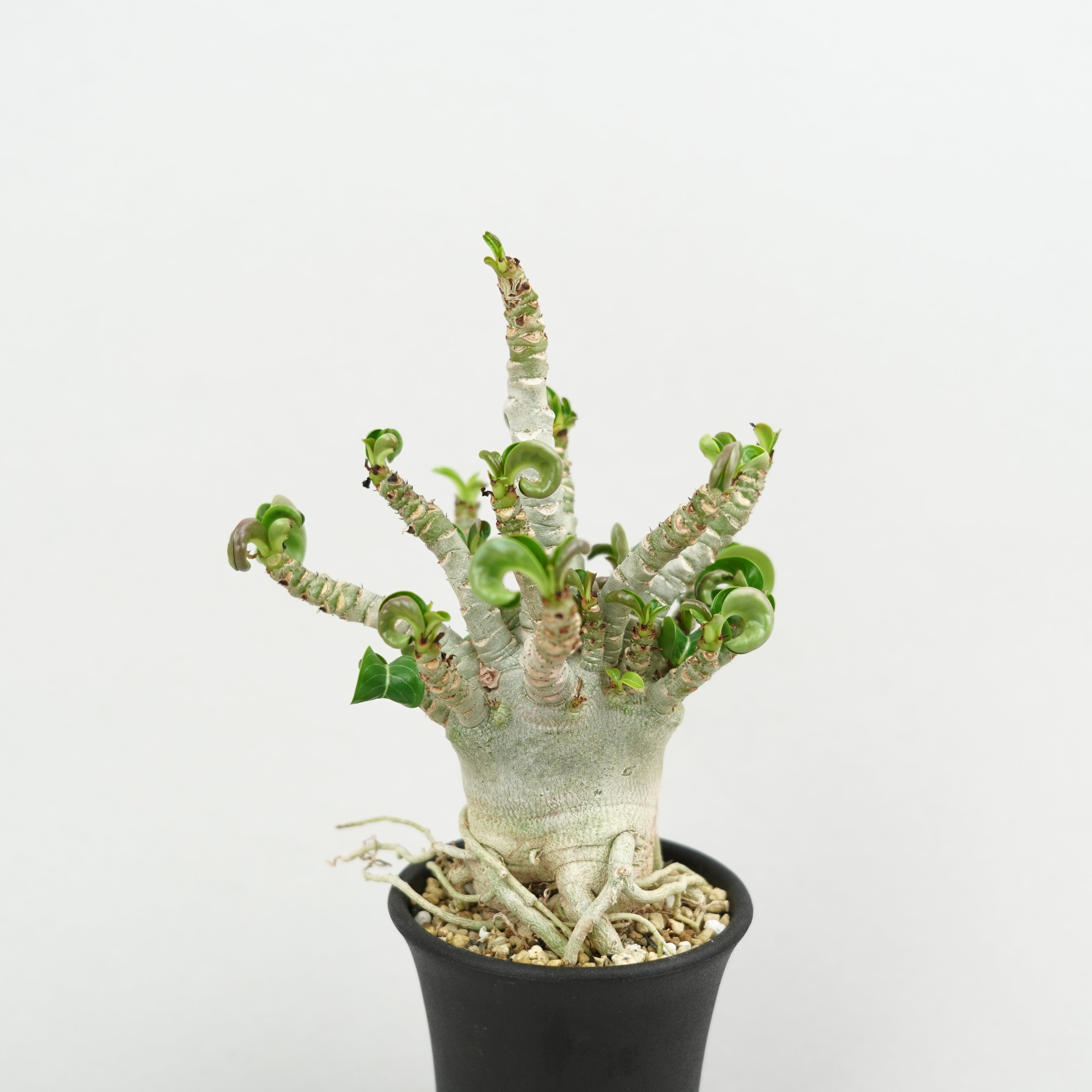 アデニウム メデューサ DHA 極美 Adenium Medusa DHA アデニウム・メデューサ・D.H.A (獅子葉)「Adenium 'Medusa' D.H.A