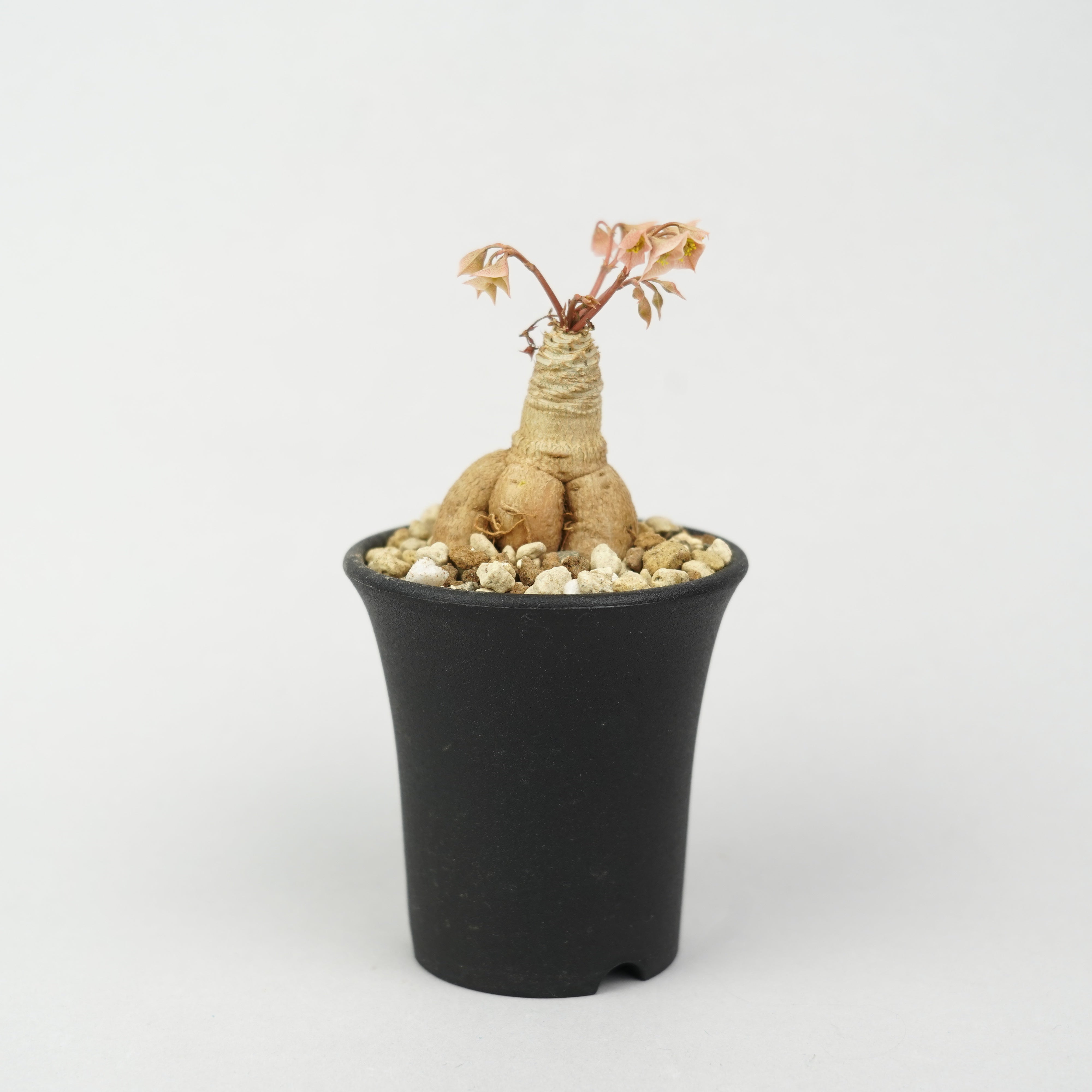 ユーフォルビア・ラバティー × クレメルシー「Euphorbia Labatii