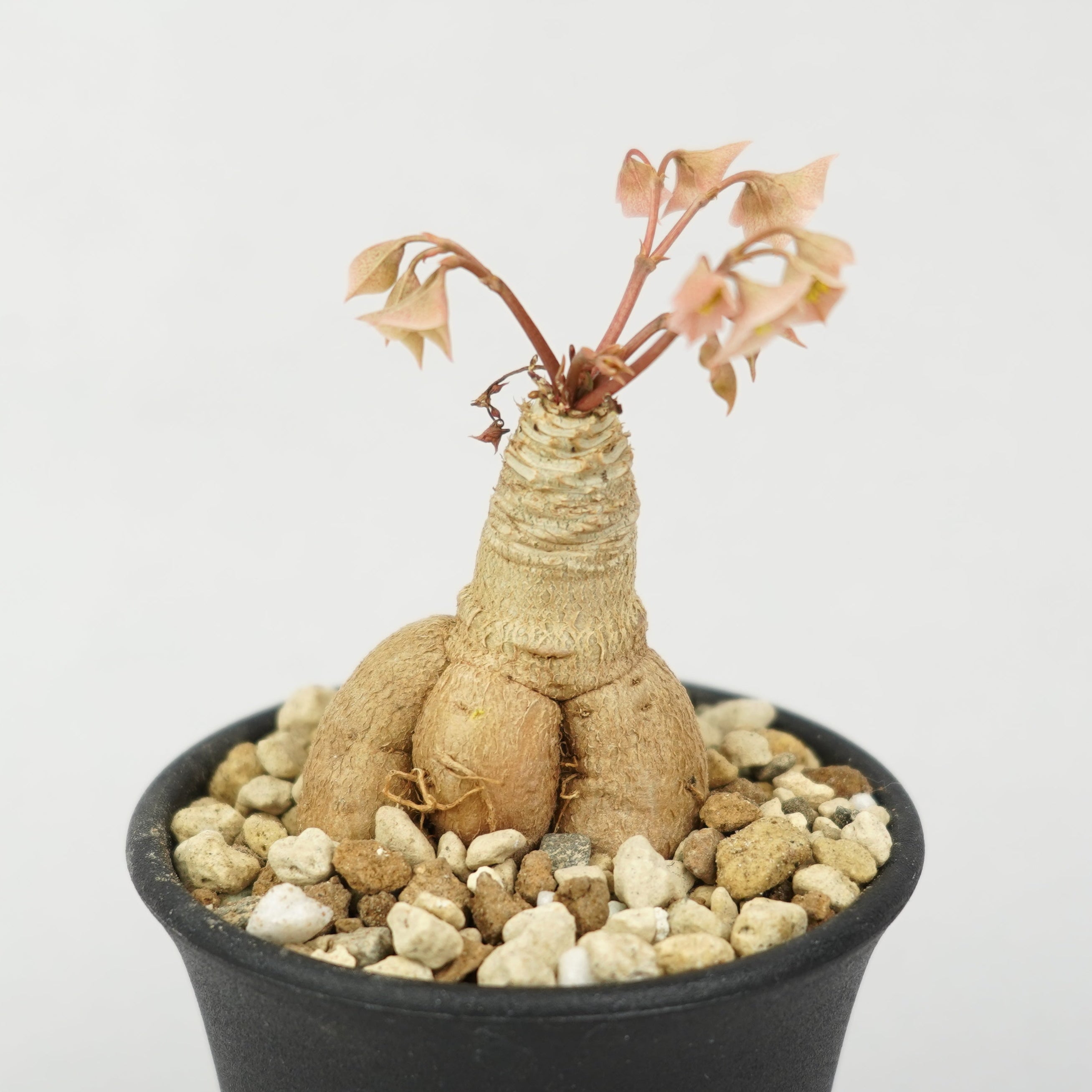 ユーフォルビア・ラバティー × クレメルシー「Euphorbia Labatii