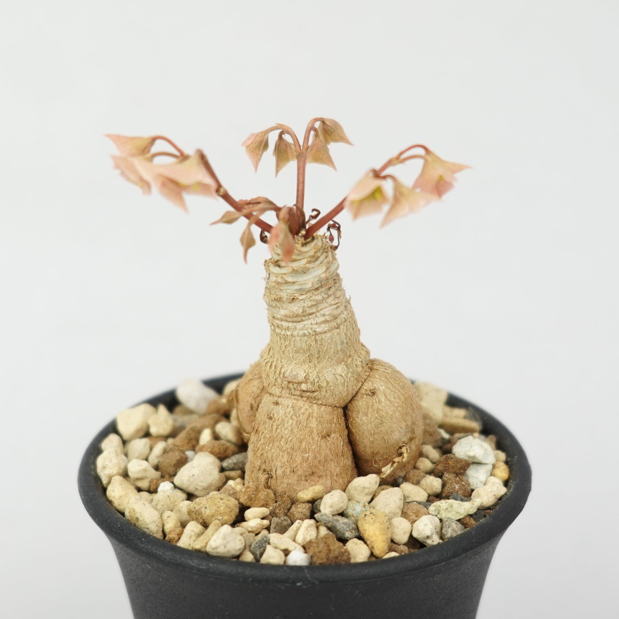 ユーフォルビア・ラバティー × クレメルシー「Euphorbia Labatii