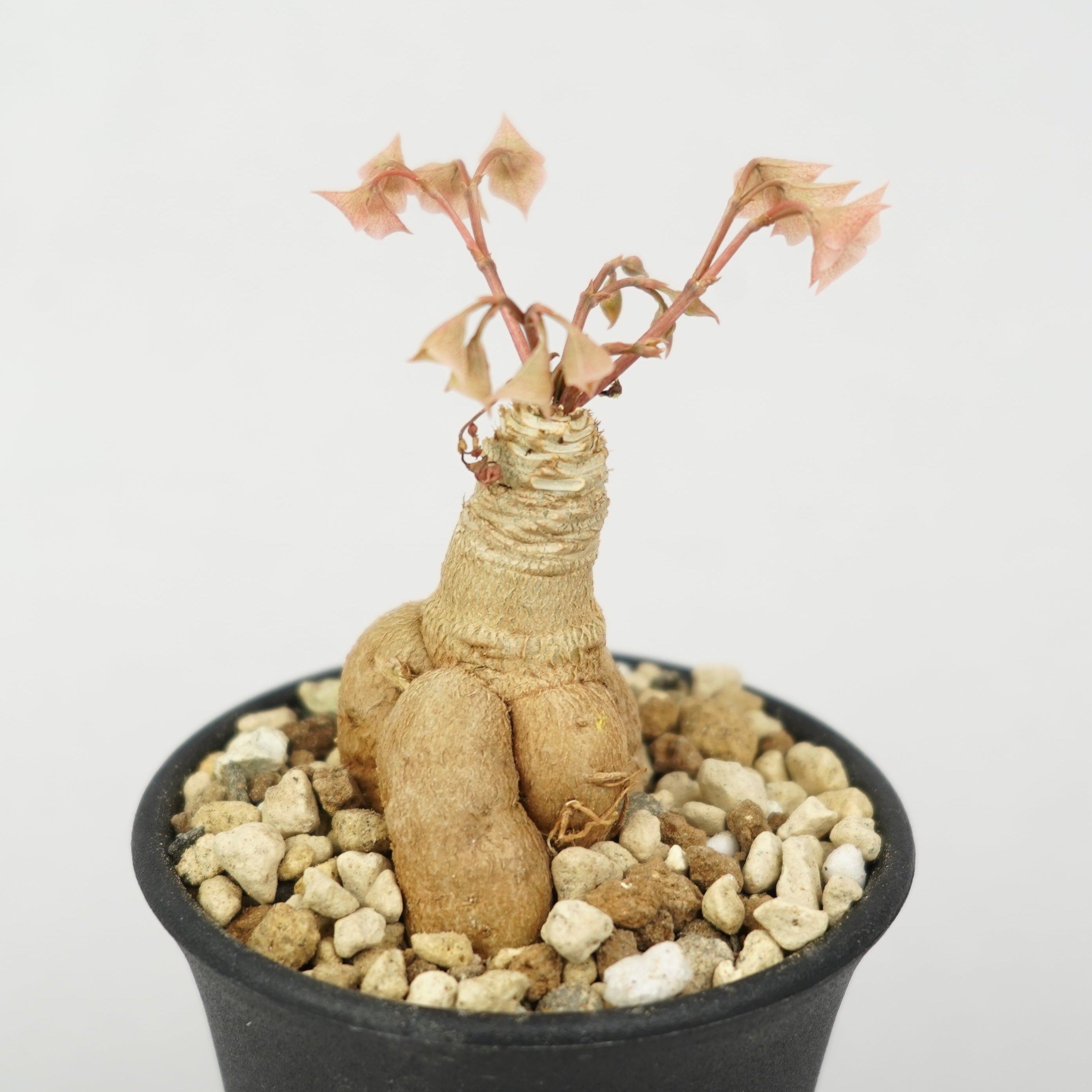 ユーフォルビア・ラバティー × クレメルシー「Euphorbia Labatii