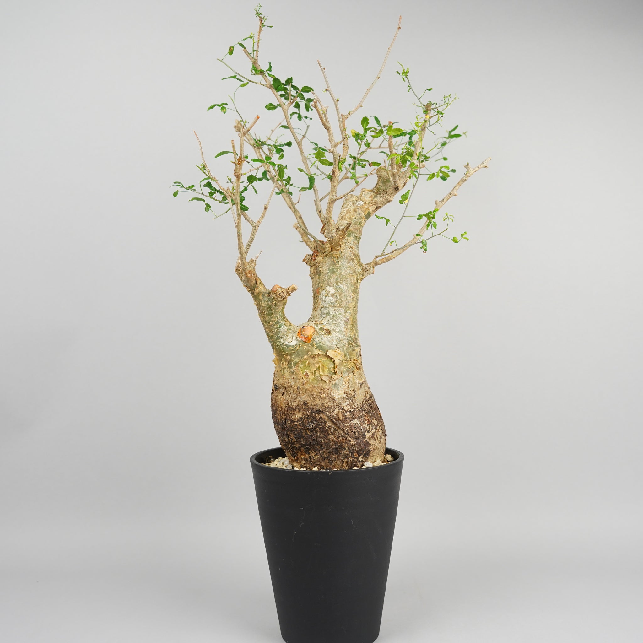 コミフォラ フンベルティ 「commiphora humbertii」 ET530④