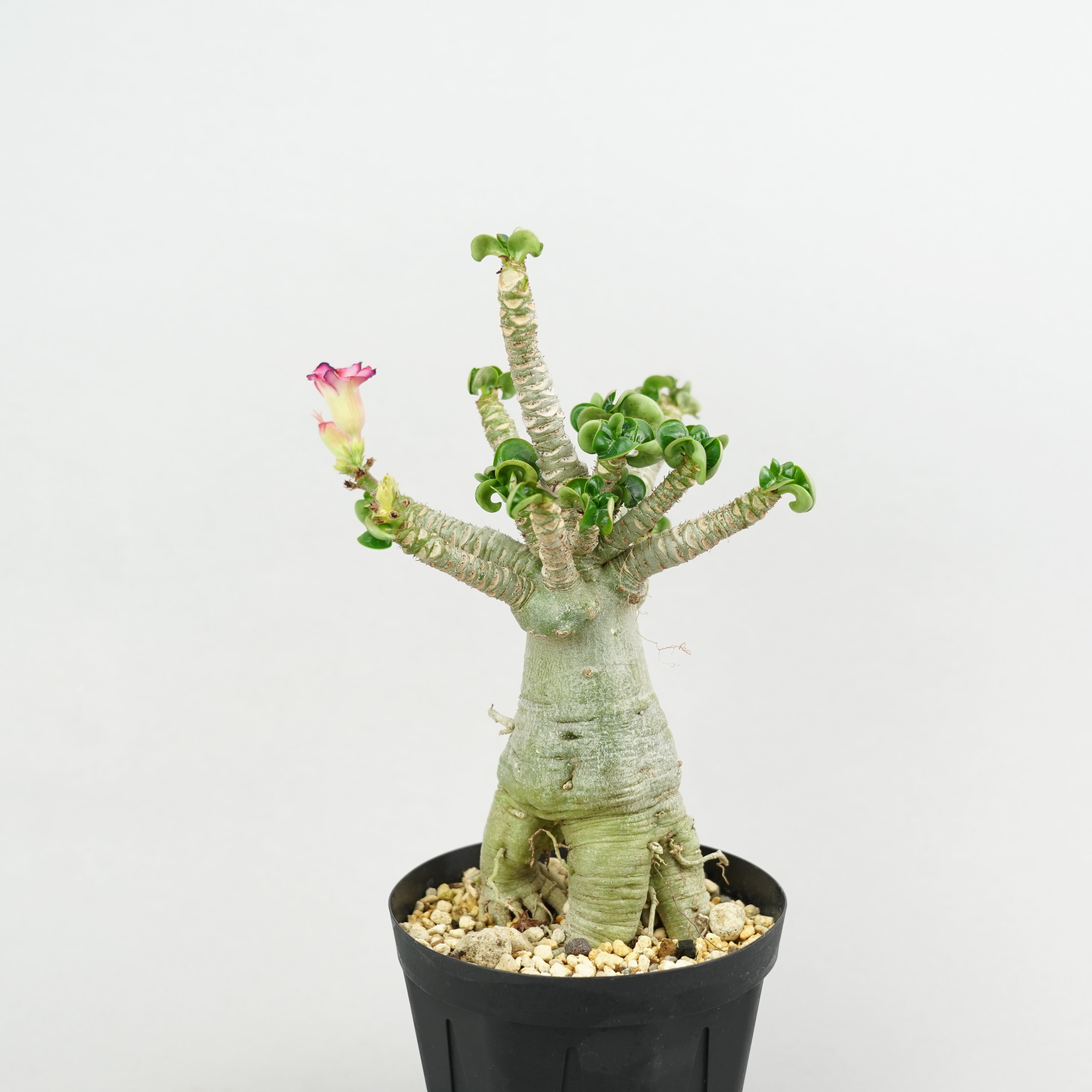 アデニウム メデューサ DHA 極美 Adenium Medusa DHA アデニウム・メデューサ・D.H.A (獅子葉)「Adenium 'Medusa' D.H.A