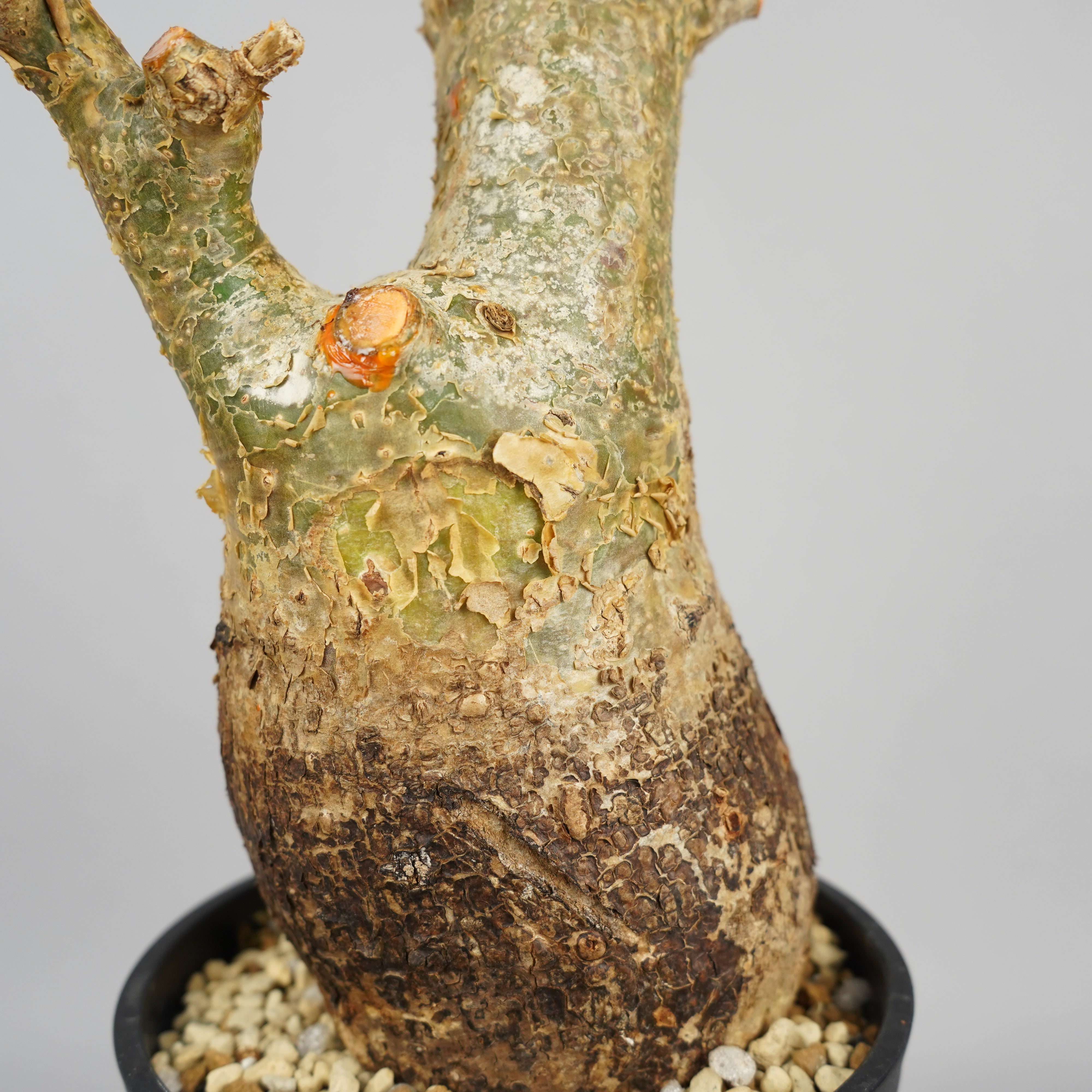 コミフォラ　フンベルティCommiphora humbertii　大株　発根済み コミフォラ フンベルティCommiphora humbertii 大株 発根済み