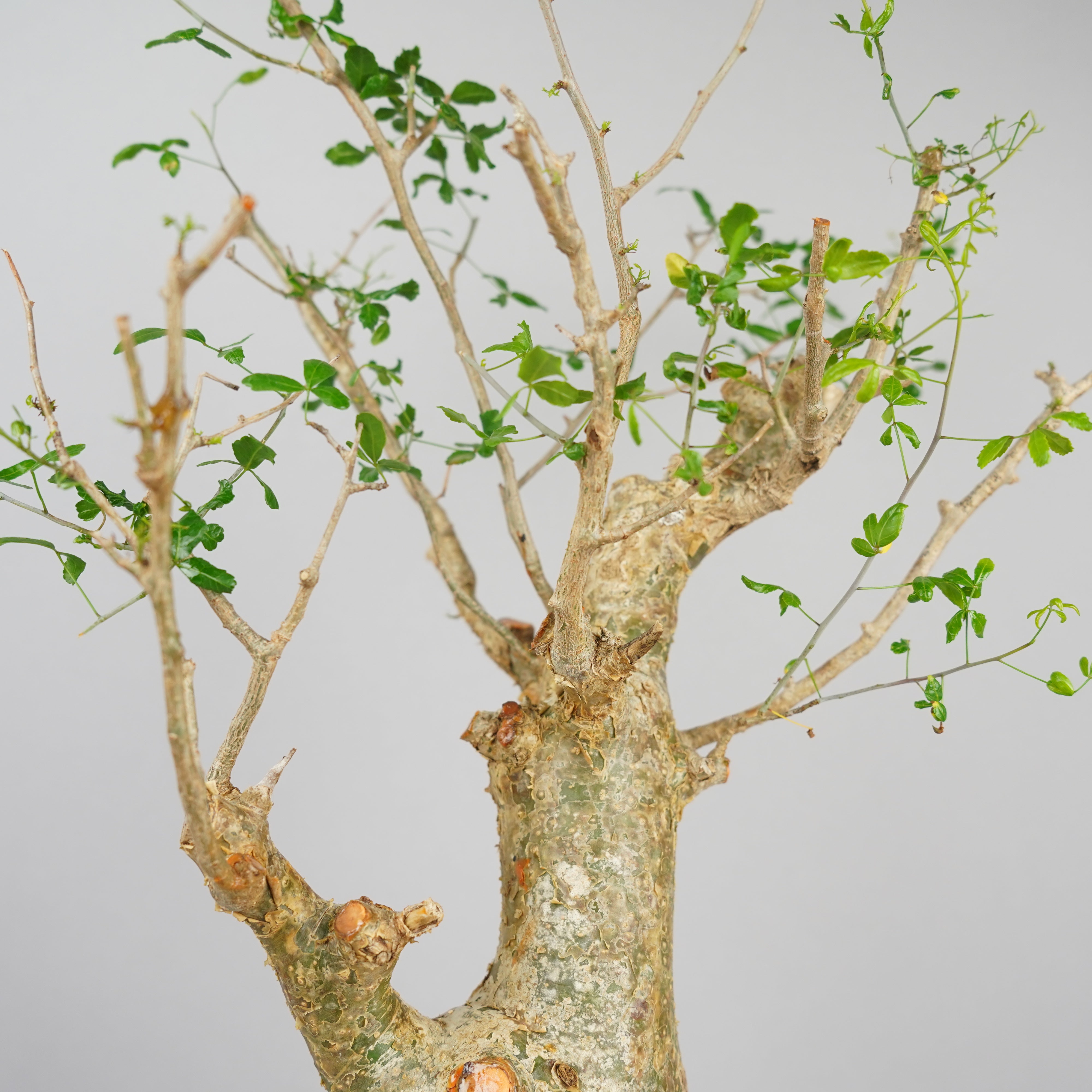 n*o様 超特大 コミフォラ フンベルティ Commiphora Humbert コミフォラ フンベルティCommiphora humbertii 大株 発根済み