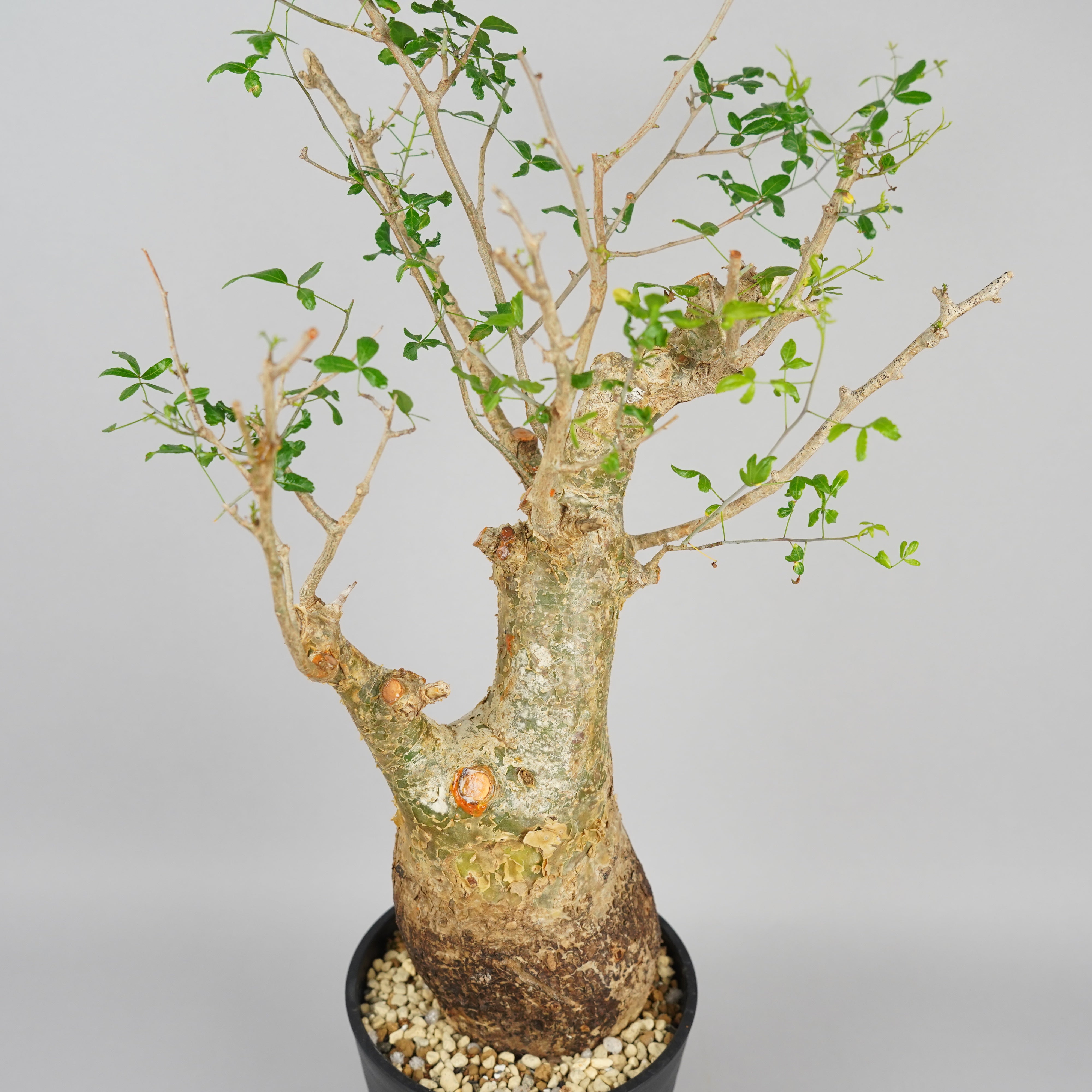 コミフォラ フンベルティ 「commiphora humbertii」 ET530④