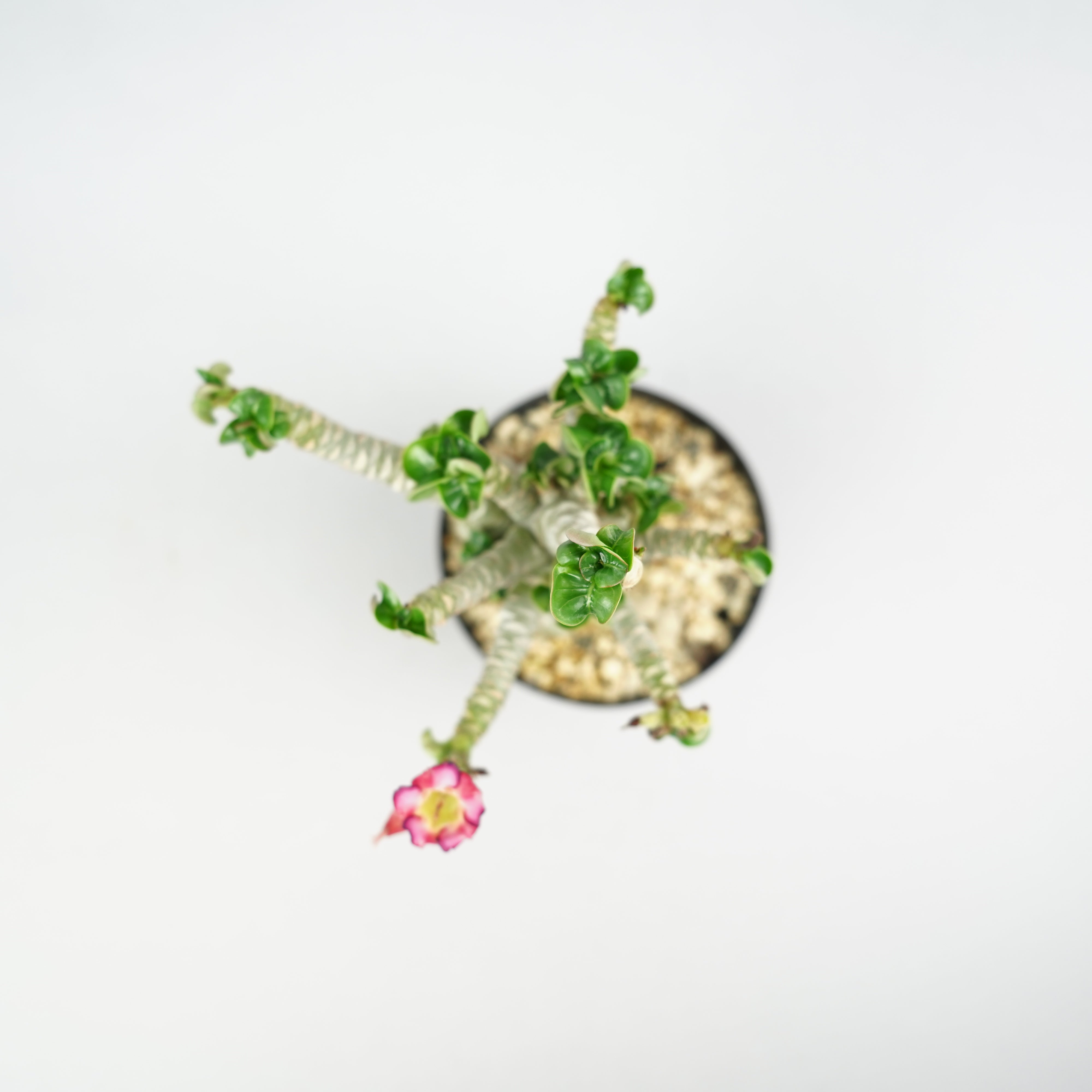 アデニウム・メデューサ・D.H.A (獅子葉)「Adenium 'Medusa' D.H.A