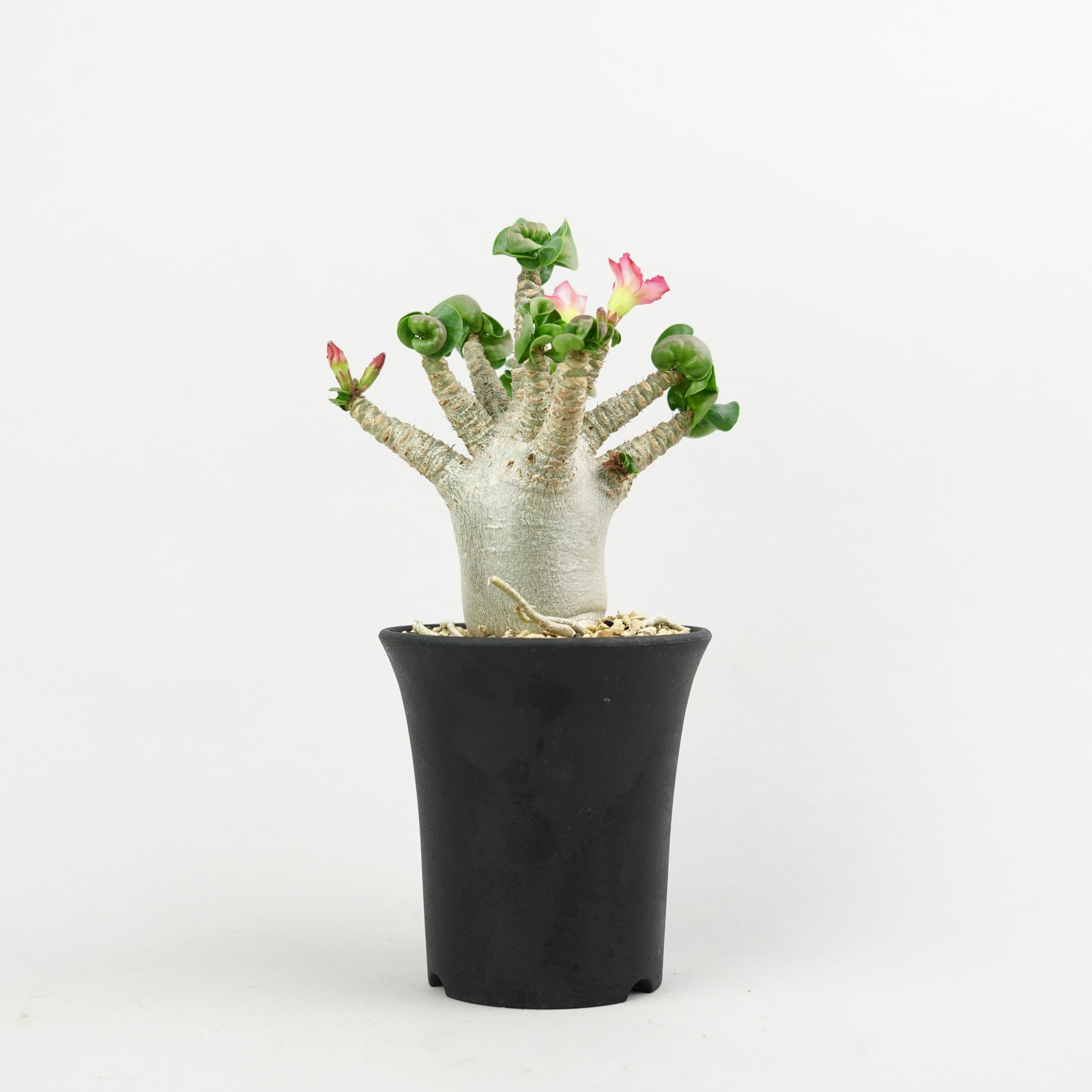 アデニウム アラビカム ゑ.42 アデニウム アラビカム / Adenium arabicum【灌木 塊根