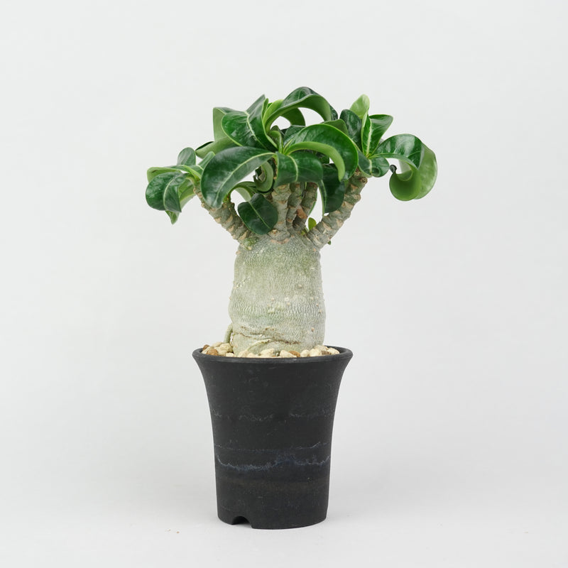 植物/アデニウム/すべて