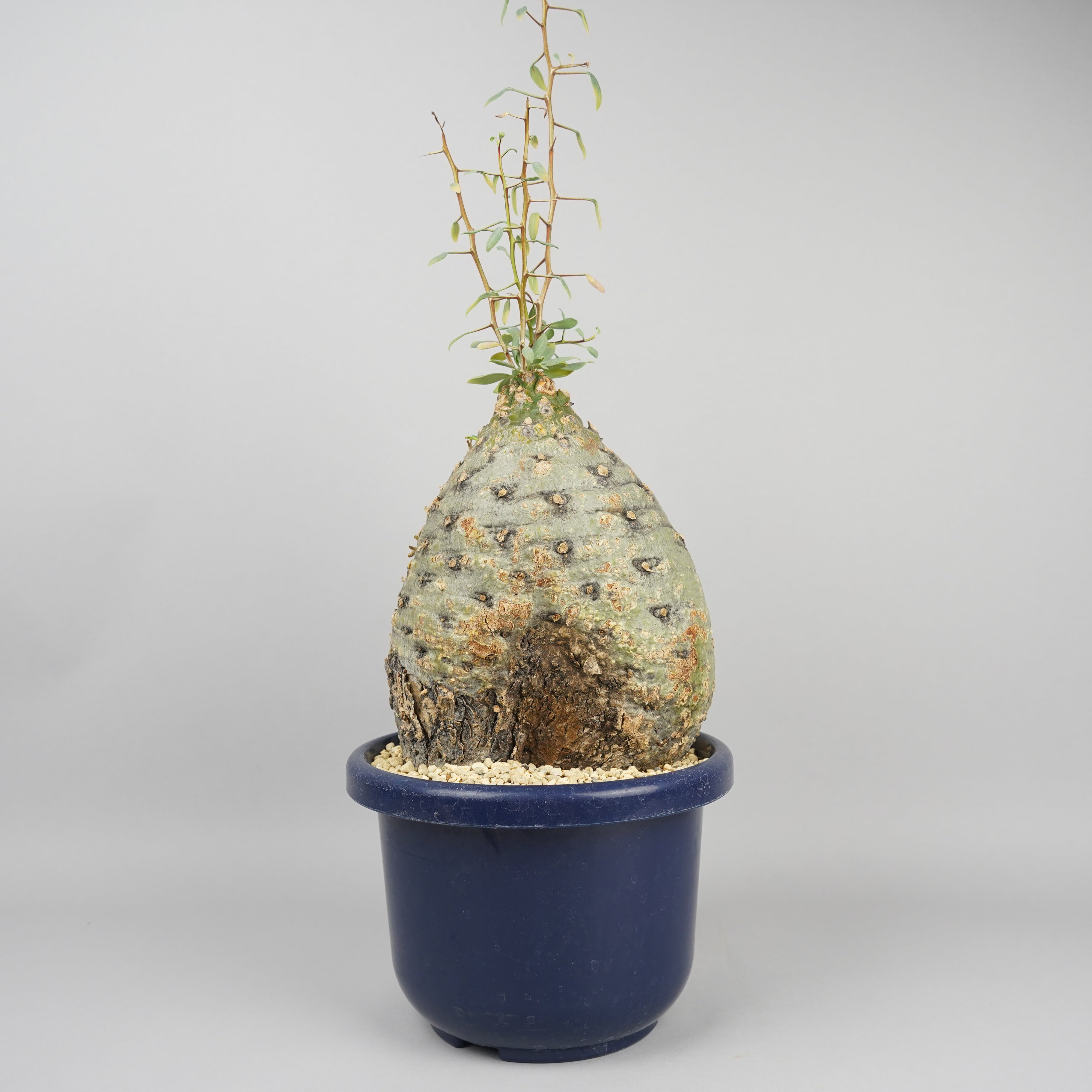 その他植物 – Hachi-8
