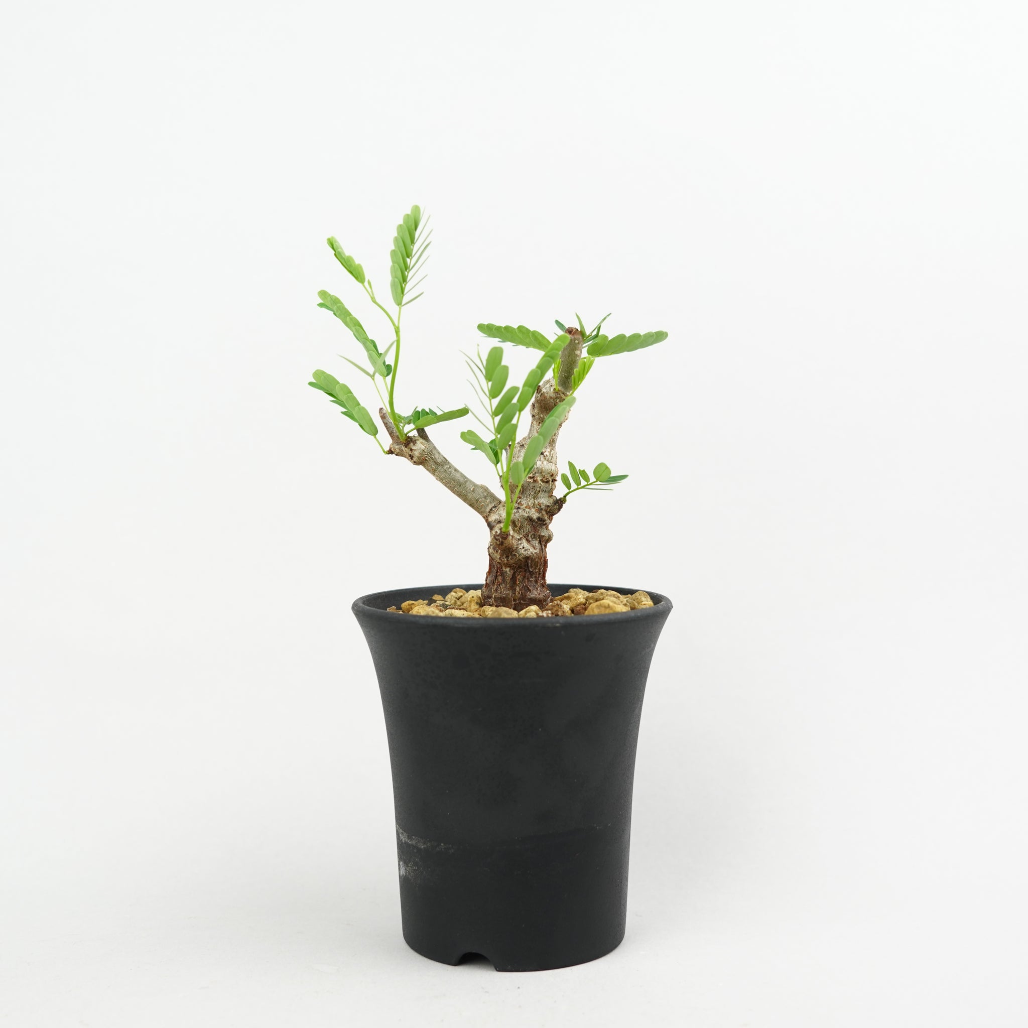 センナ メリディオナリス 美株 灌木 植物/灌木/センナメリディオナリス – Hachi-8