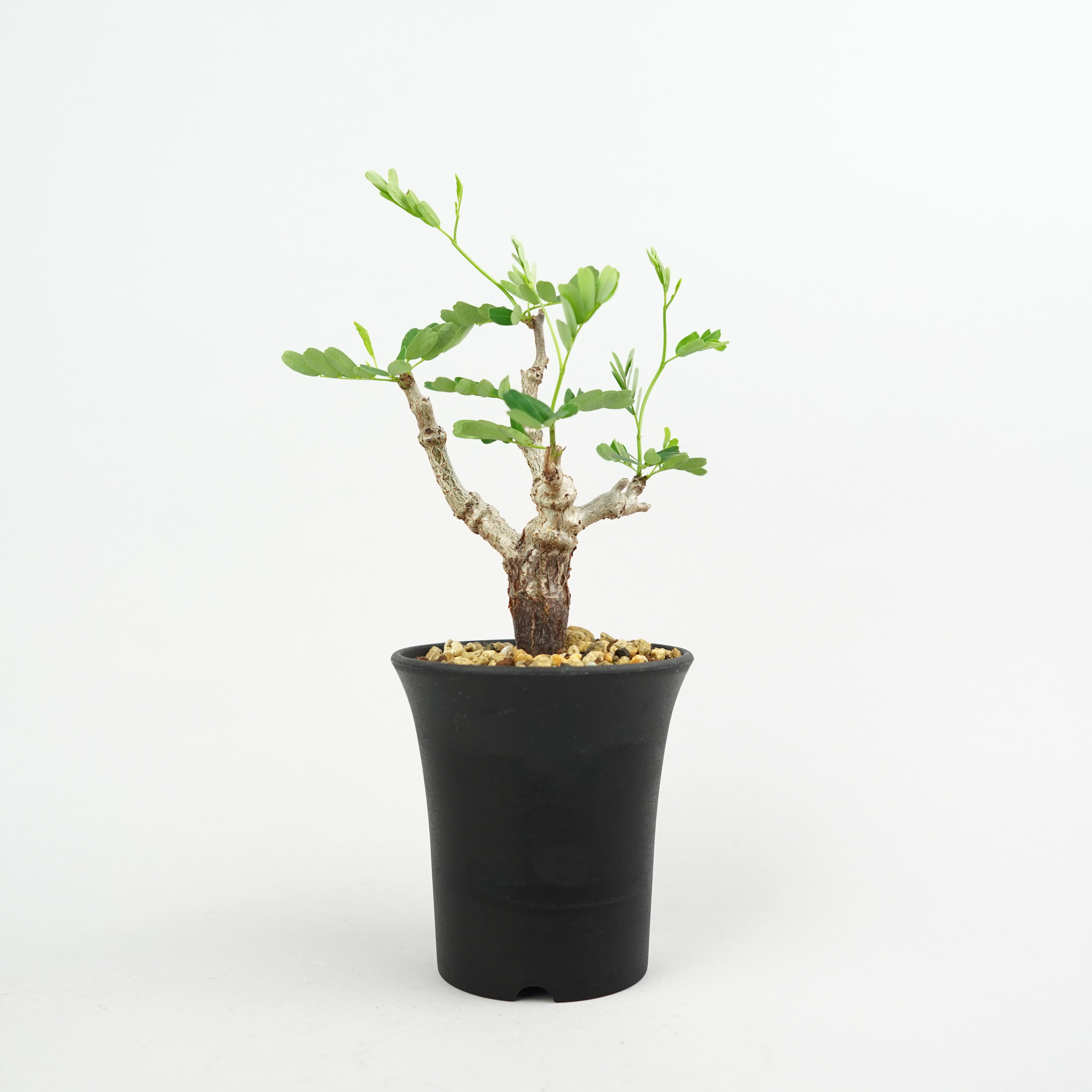 植物/灌木/センナメリディオナリス – Hachi-8