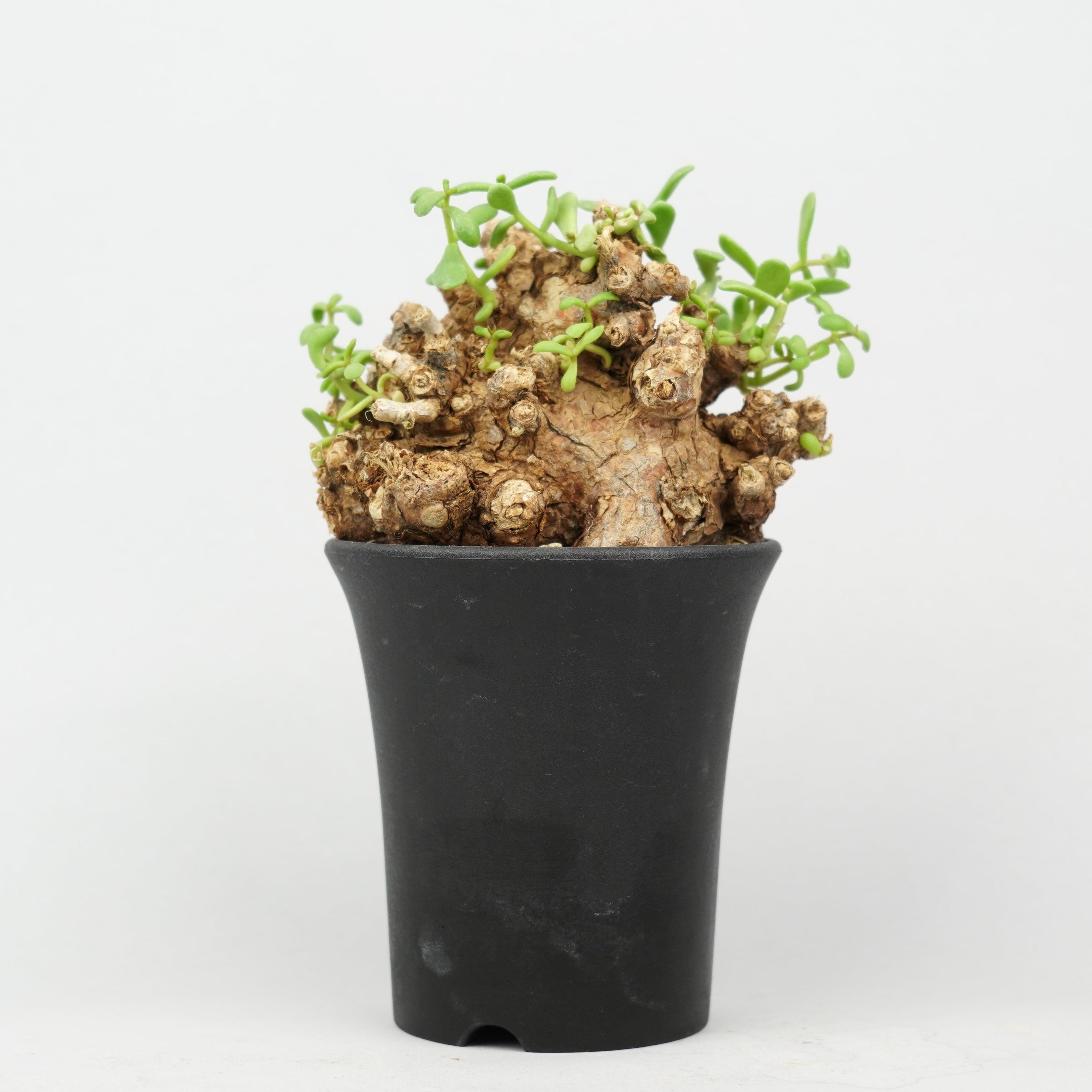 ケラリア　ピグマエア　綴化 ケラリア ピグマエア 綴化 ケラリア・ピグマエア | trigger