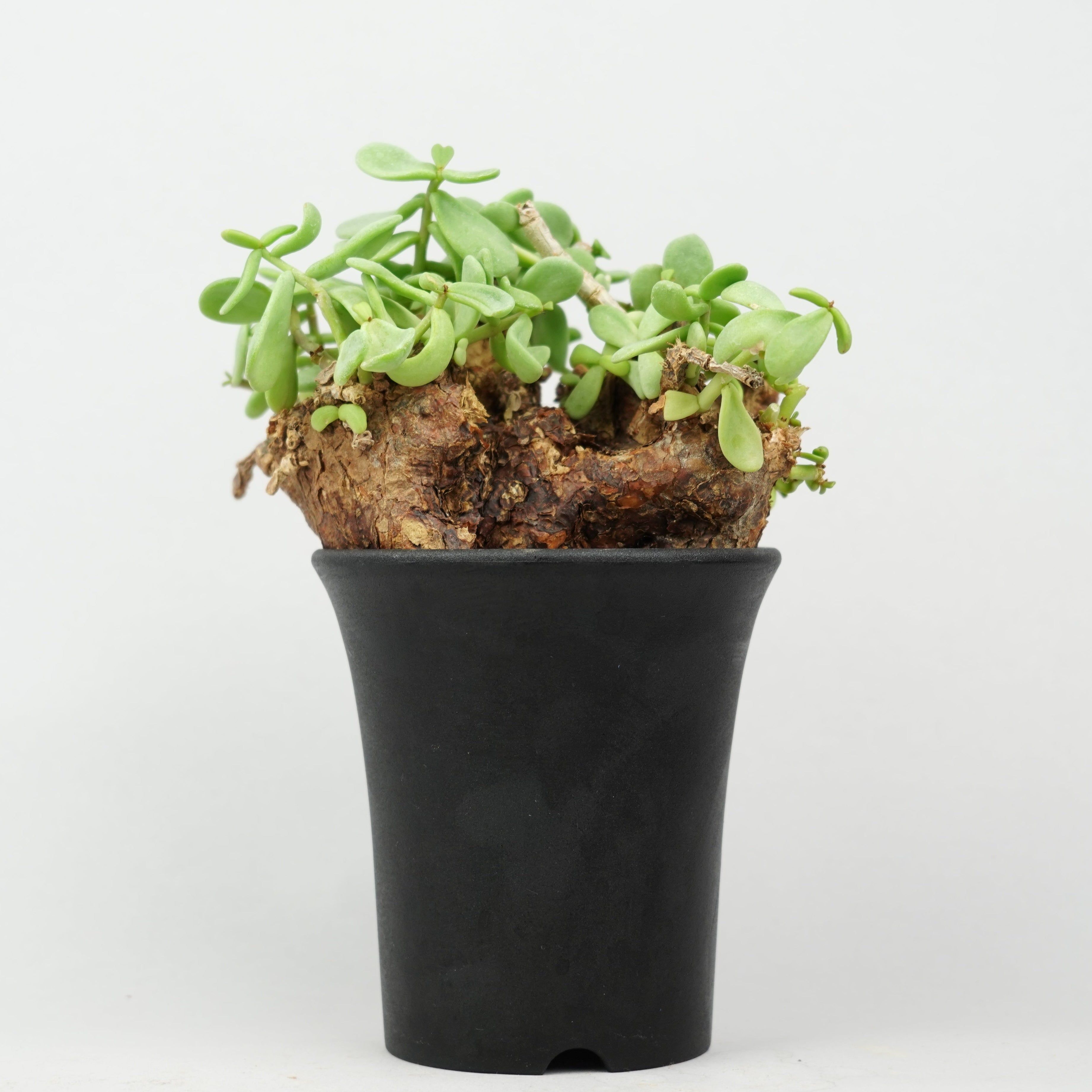 冬型植物/ピグマエア – Hachi-8