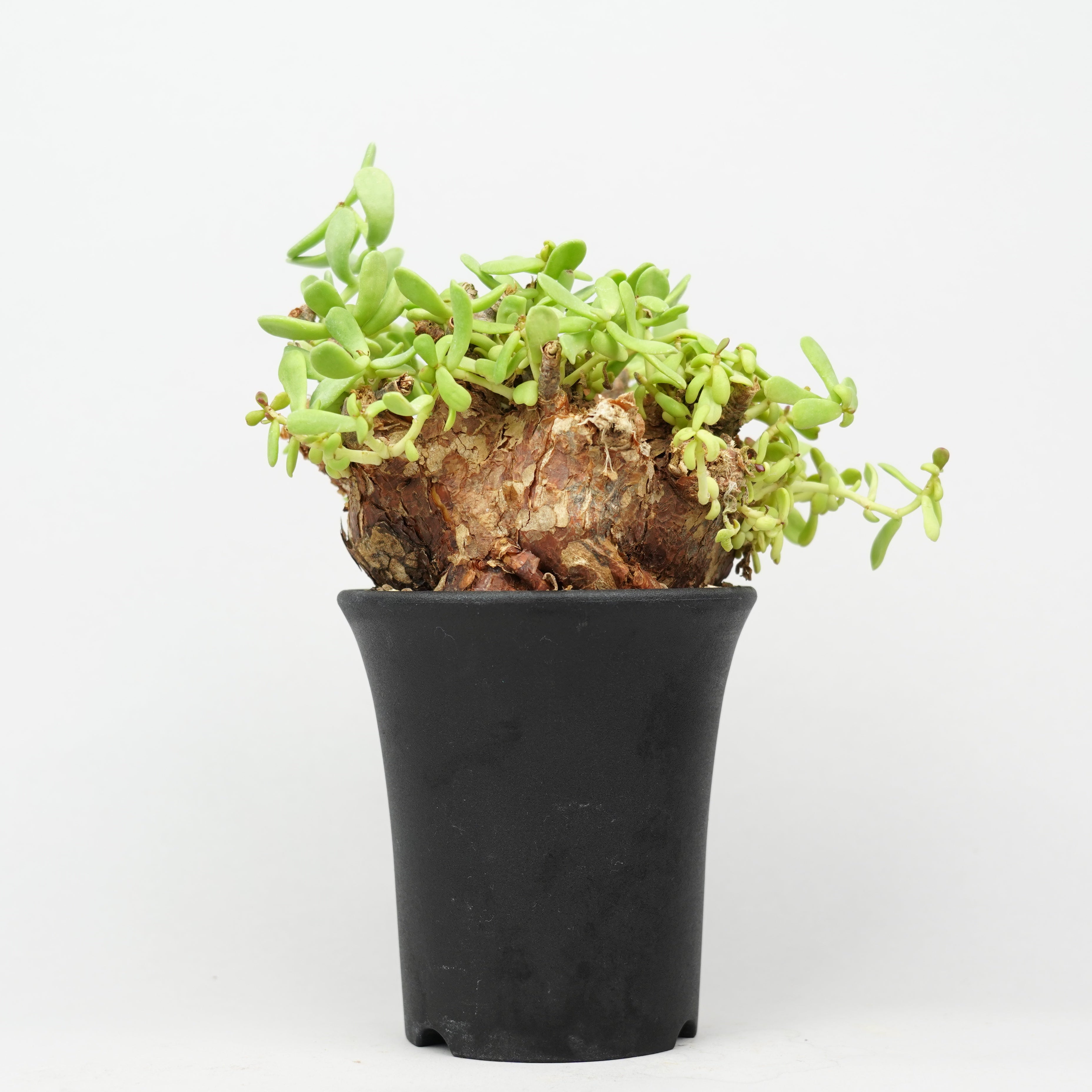 冬型植物/ピグマエア – Hachi-8