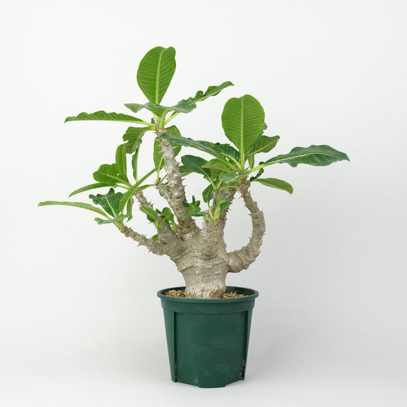 パキポディウム・ウィンゾリー「Pachypodium Windsorii」/ PA263