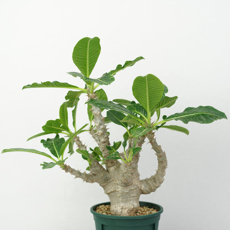 パキポディウム・ウィンゾリー「Pachypodium Windsorii」/ PA263