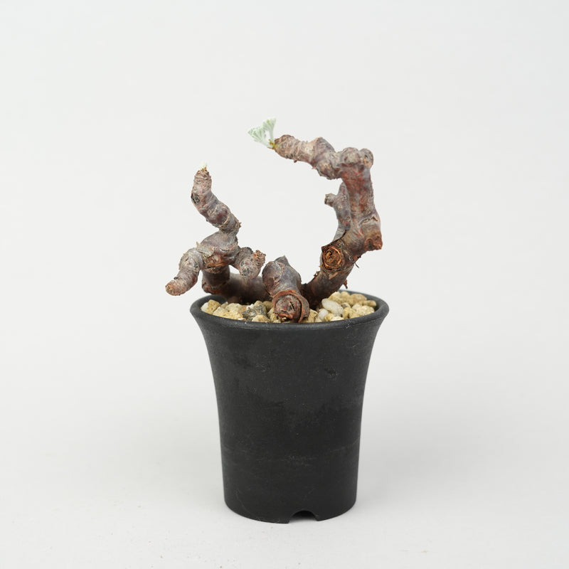 ペラルゴニウム・ミラビレ 「Pelargonium Mirabile」/ WI119