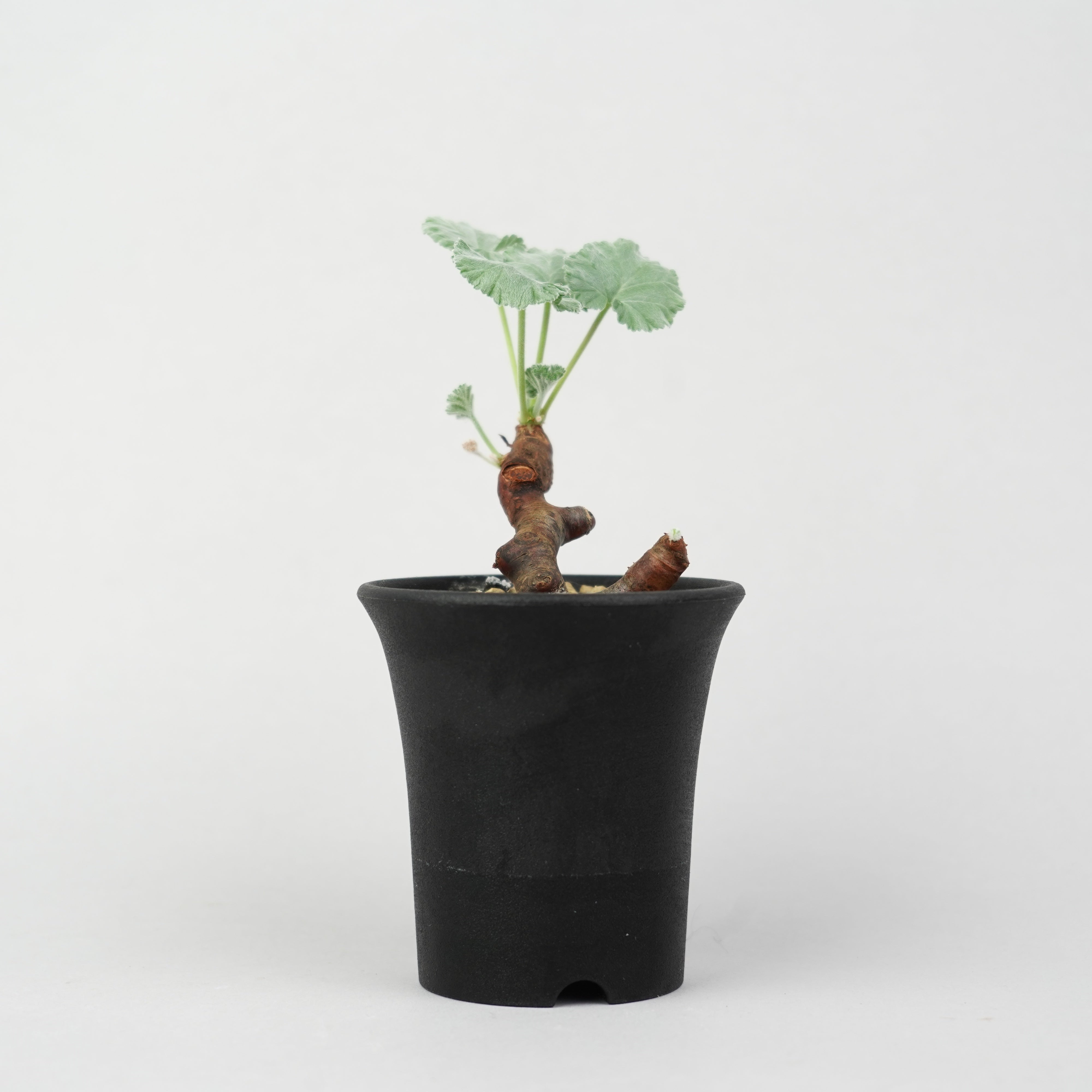 植物/冬型植物/ミラビレ – Hachi-8