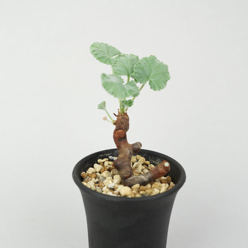 ペラルゴニウム・ミラビレ 「Pelargonium Mirabile」/ WI122