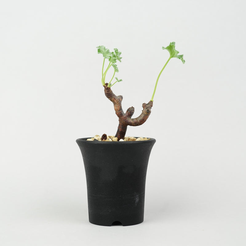 ペラルゴニウム・ミラビレ 「Pelargonium Mirabile」/ ET677