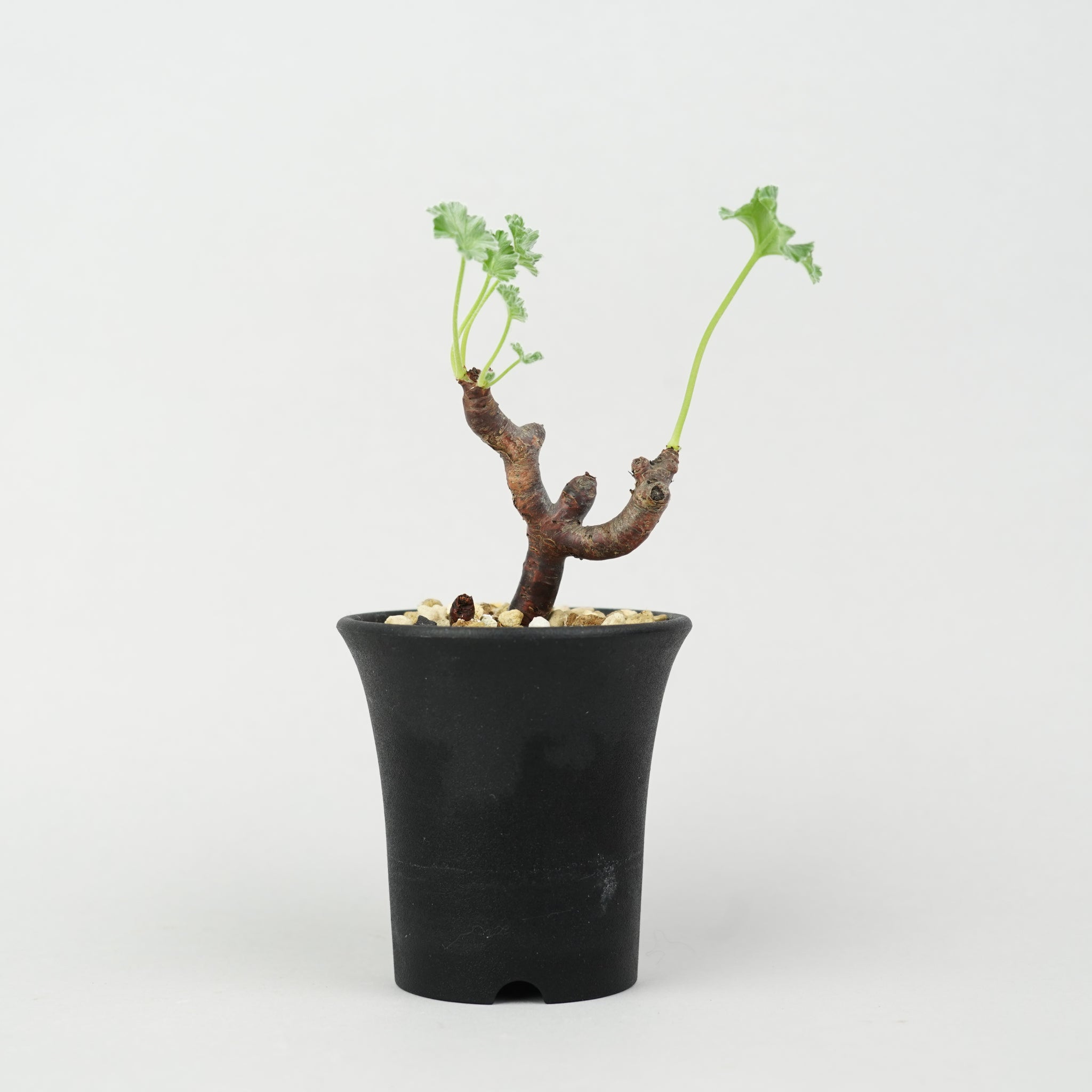 商品一覧/新着植物 – Hachi-8