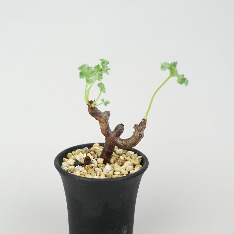 ペラルゴニウム・ミラビレ 「Pelargonium Mirabile」/ ET677