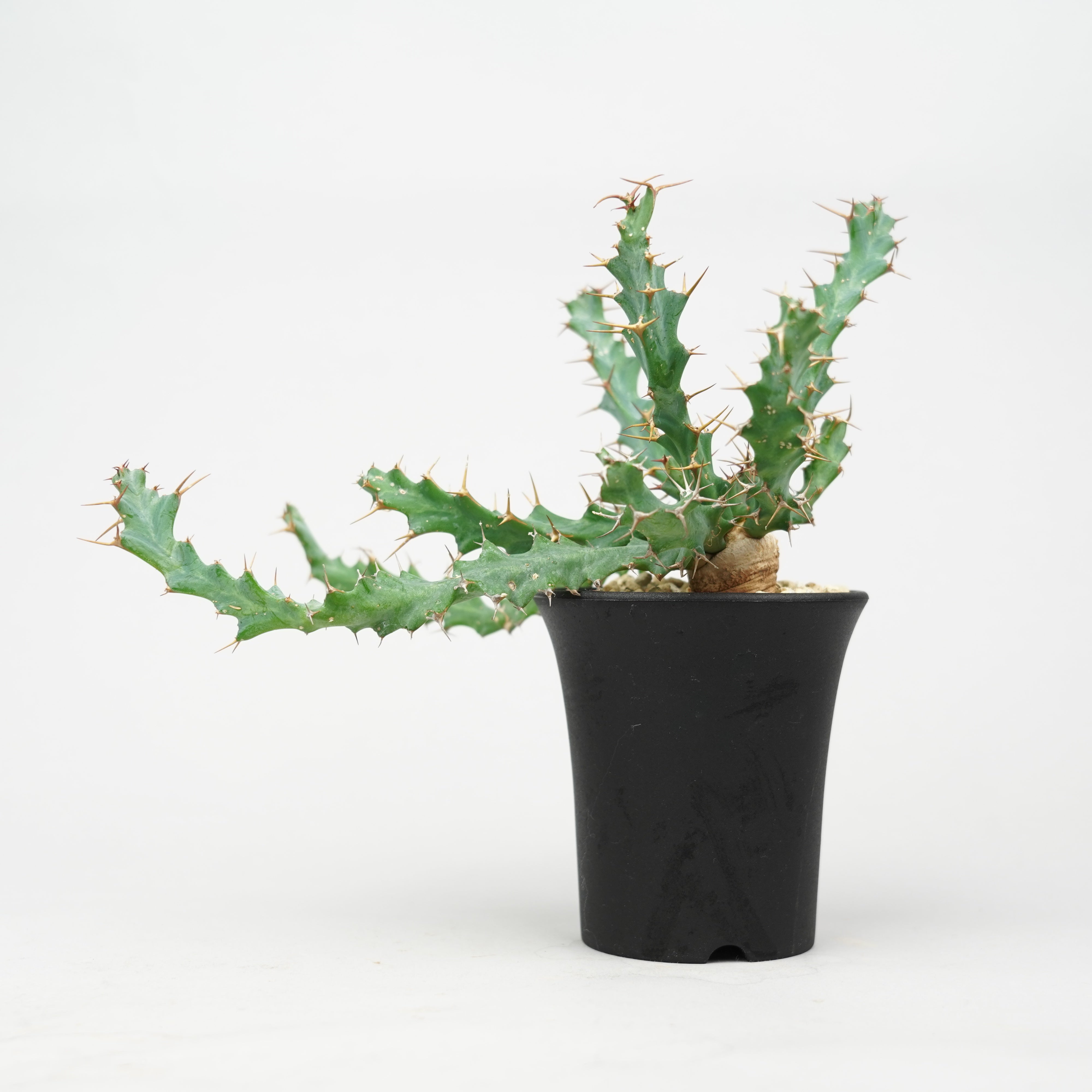 ユーフォルビア・クラビゲラ 「Euphorbia Clavigera」/EU0505 – Hachi-8